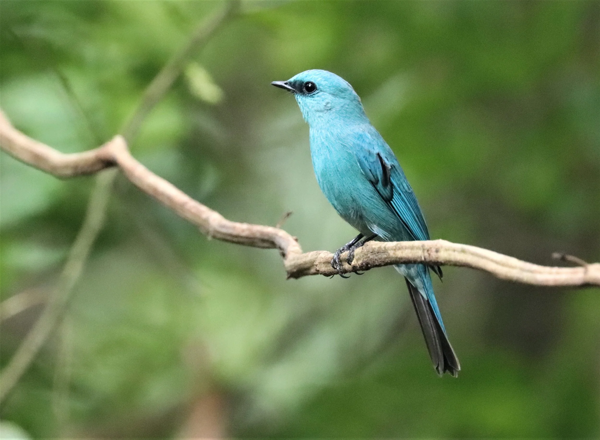 FLYCATCHER - VERDITER FLYCATCHER - Eumyias thalassina - WAT THAM PRATHUN CHONBURI (1).jpg