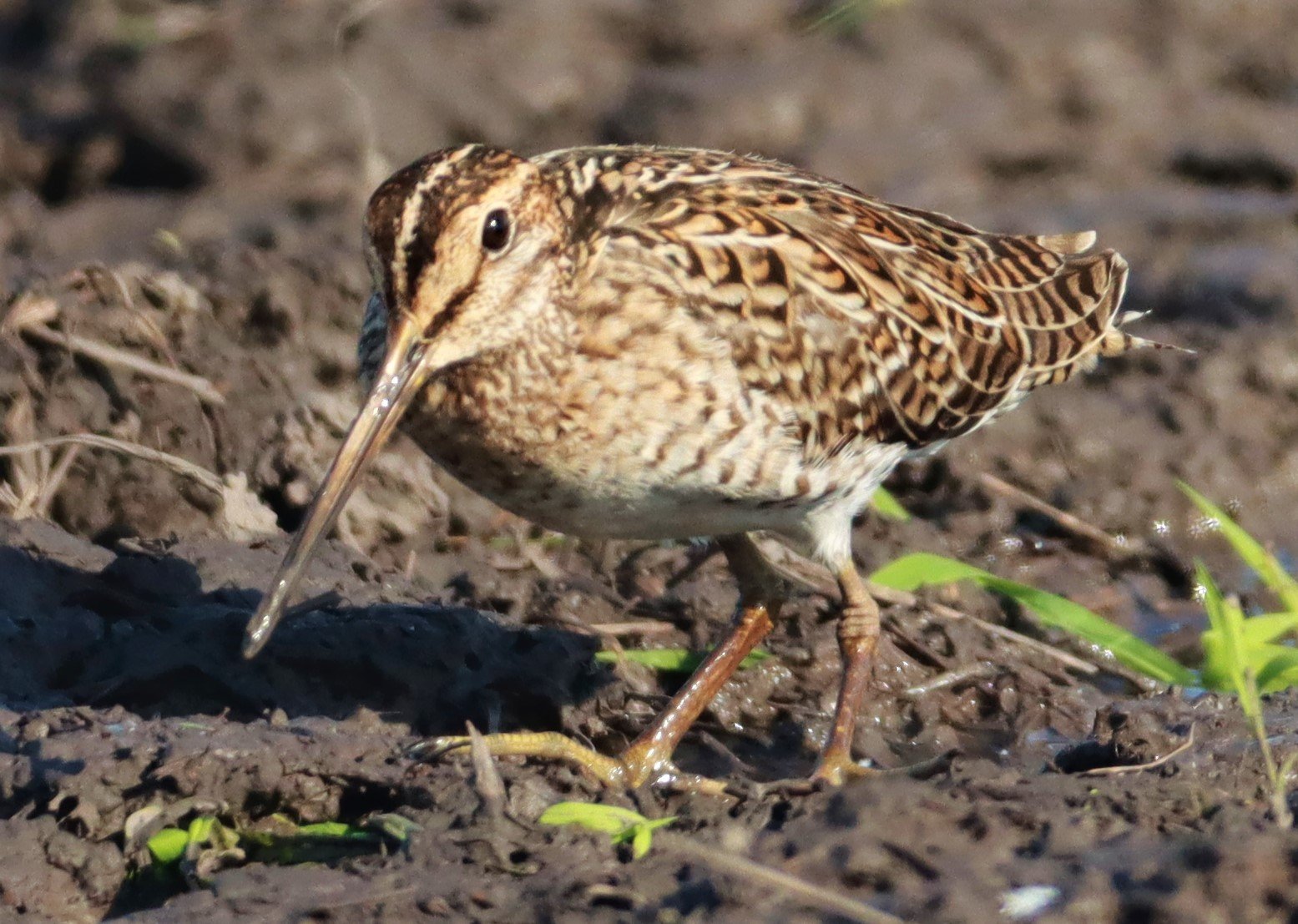SNIPE - PINTAIL SNIPE - Gallinago stenura - PATHUM THANI RICE RESEARCH CENTER AUGUST 24 2021 (151).jpg