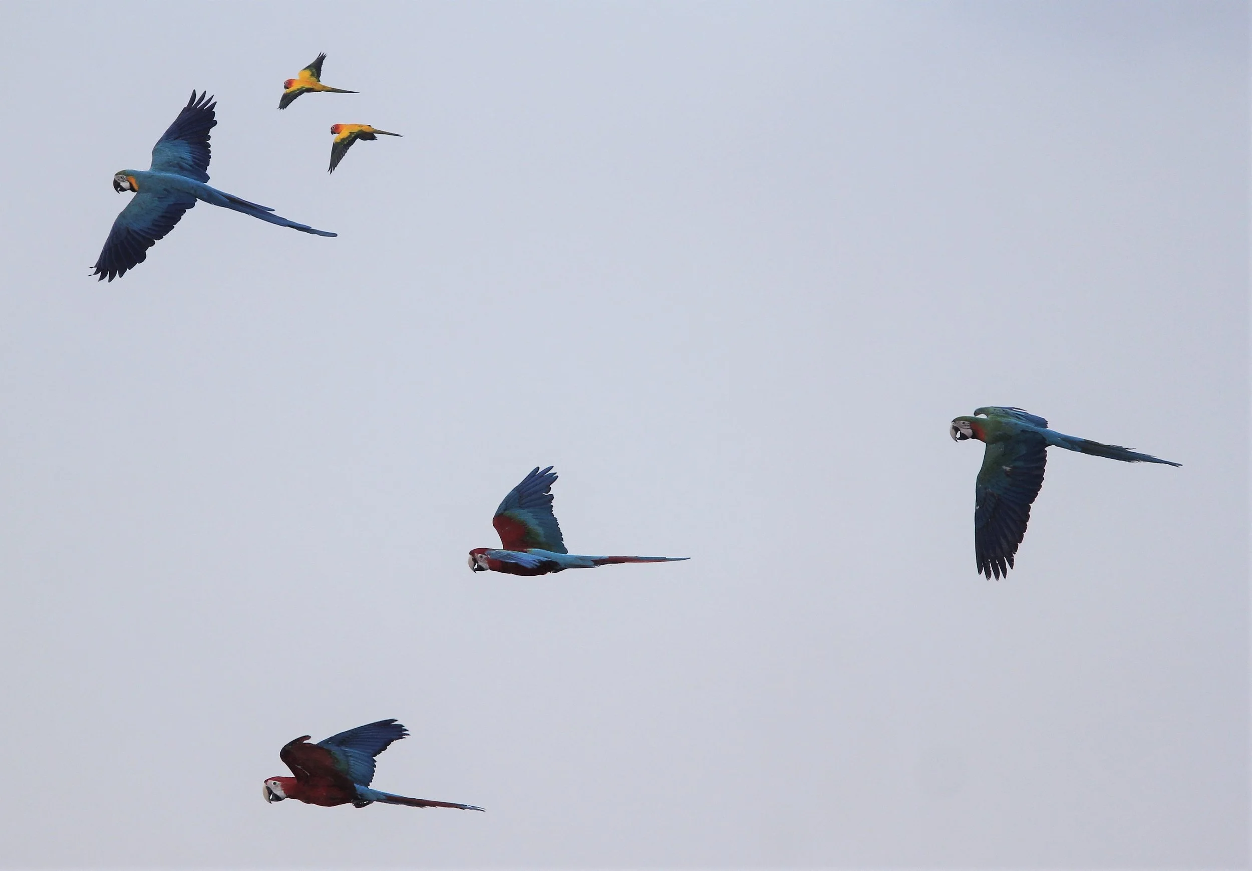 BIRD - MACAW - SCARLET MACAW - PAK NAM THAILAND I.jpg