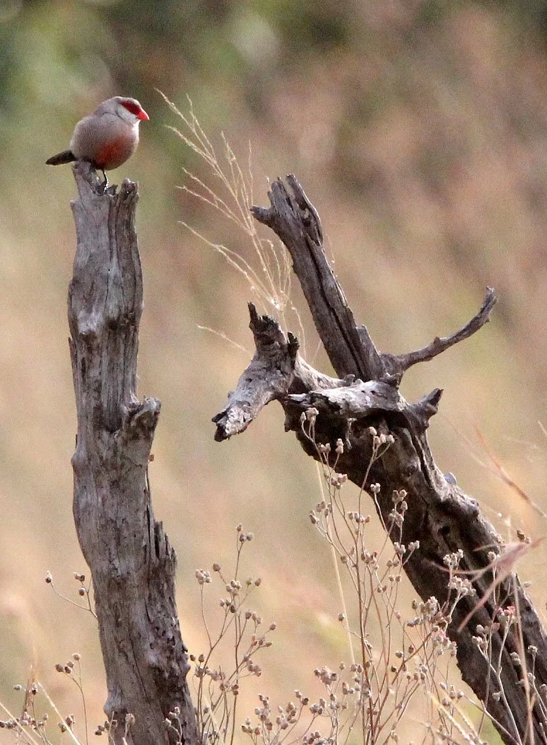 Common waxbill (Estrilda astrild) Masai Mara Kenya (3).JPG