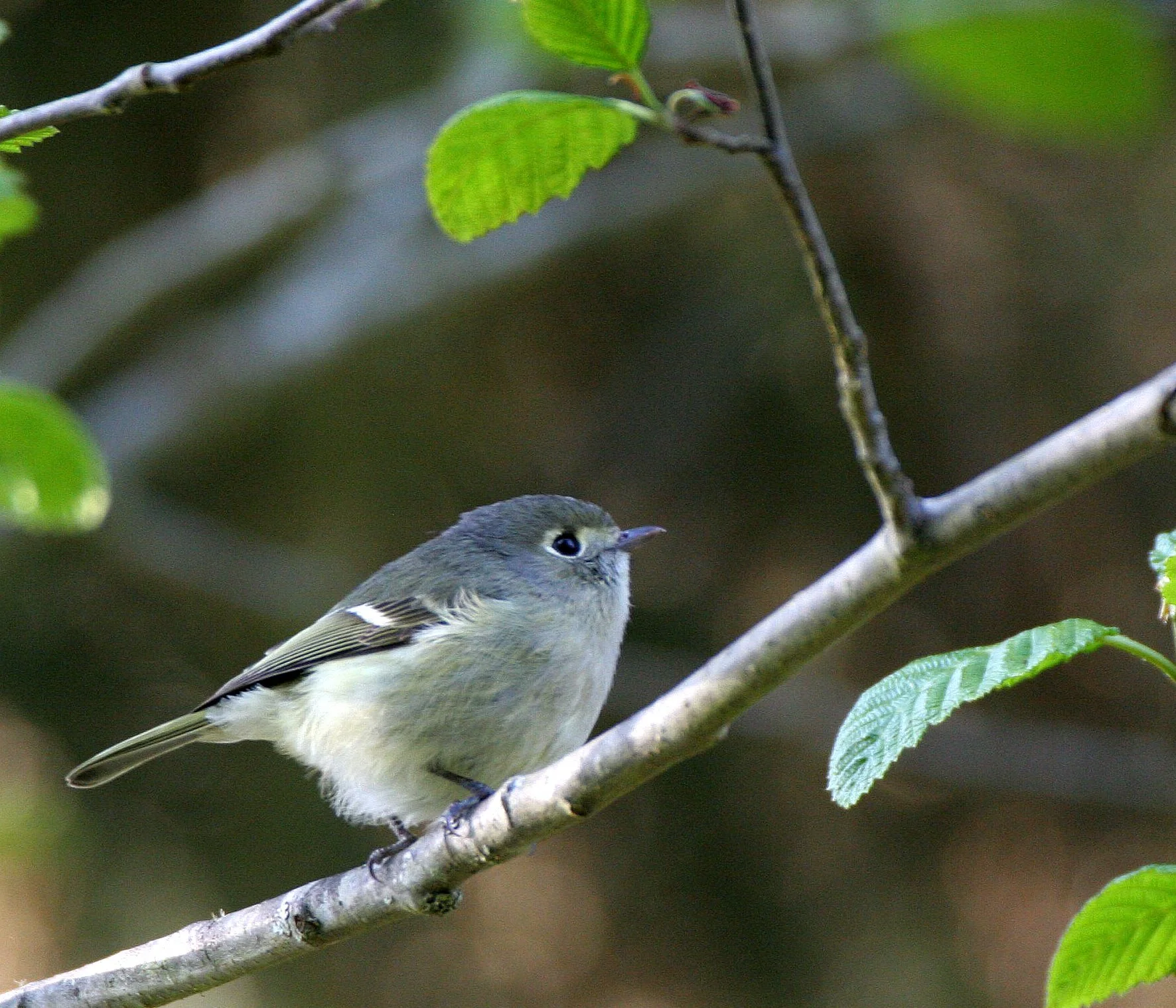Hutton's Vireo (Vireo huttoni) Lake Farm Olympic Peninsula Washington (5).JPG