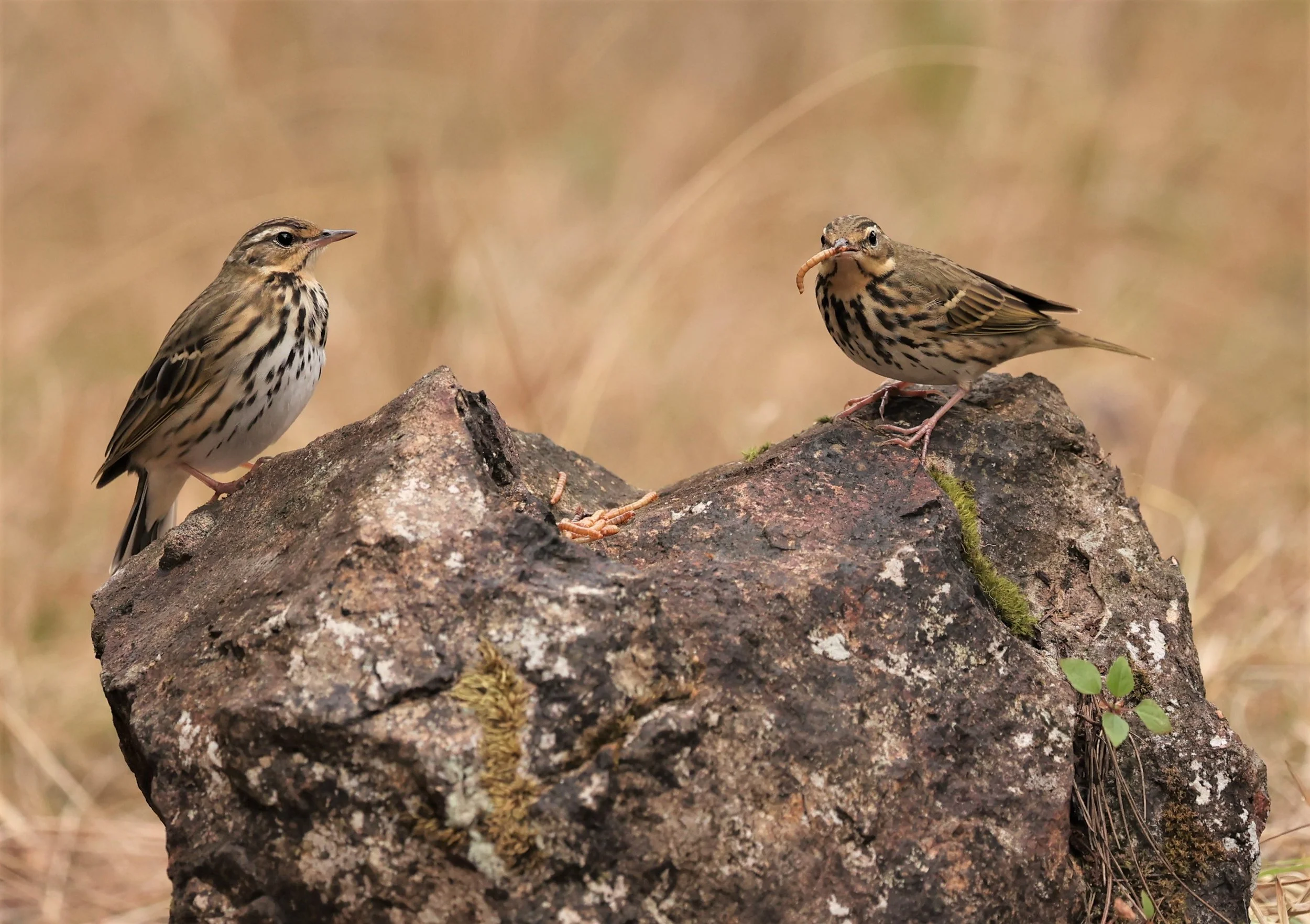 Olive-backed Pipit (Anthus hodgsoni) DOI LANG WEST, DOI PHA HOM POK NP, CHIANG MAI DEC 2021 (3).jpg