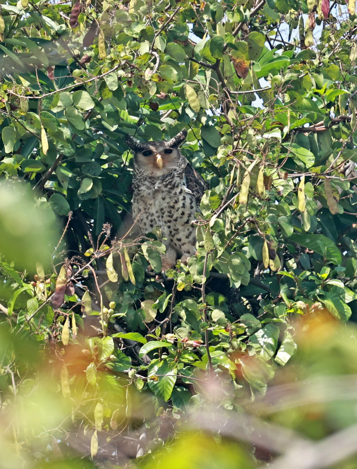 Spot-bellied Eagle-Owl (Bubo nipalensis) Pak Chong Mu Si Municipality Feb 2026  (40).jpg