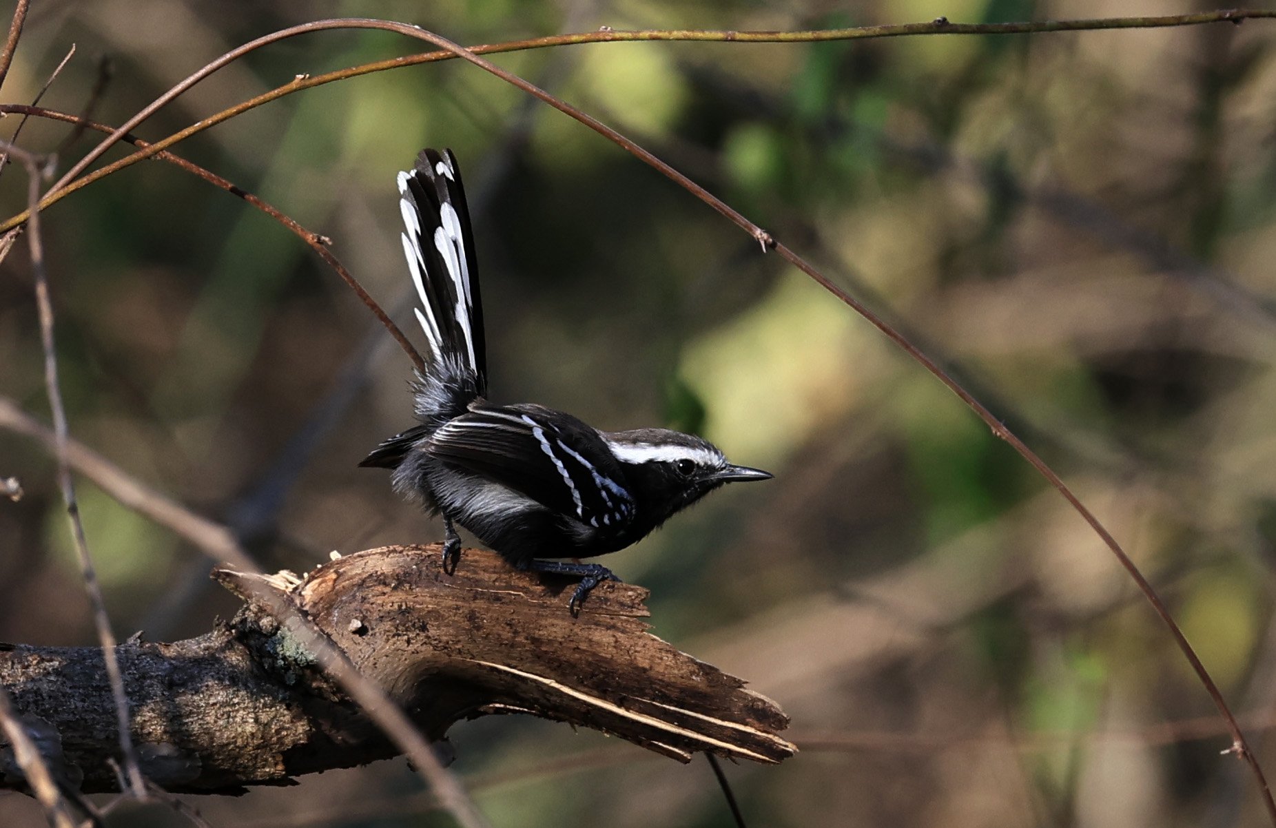 Black-bellied Antwren (Formicivora melanogaster) Agua Dulce Paraguay