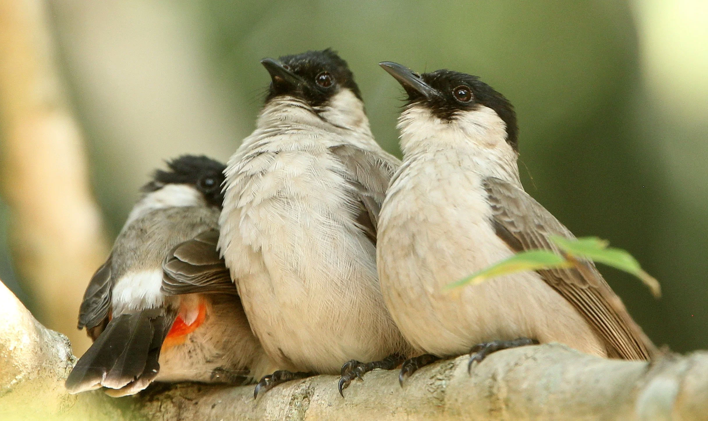 BULBUL - SOOTY-HEADED BULBUL - Pycnonotus aurigaster - HUAI KHA KHAENG NWS THAILAND (24).JPG