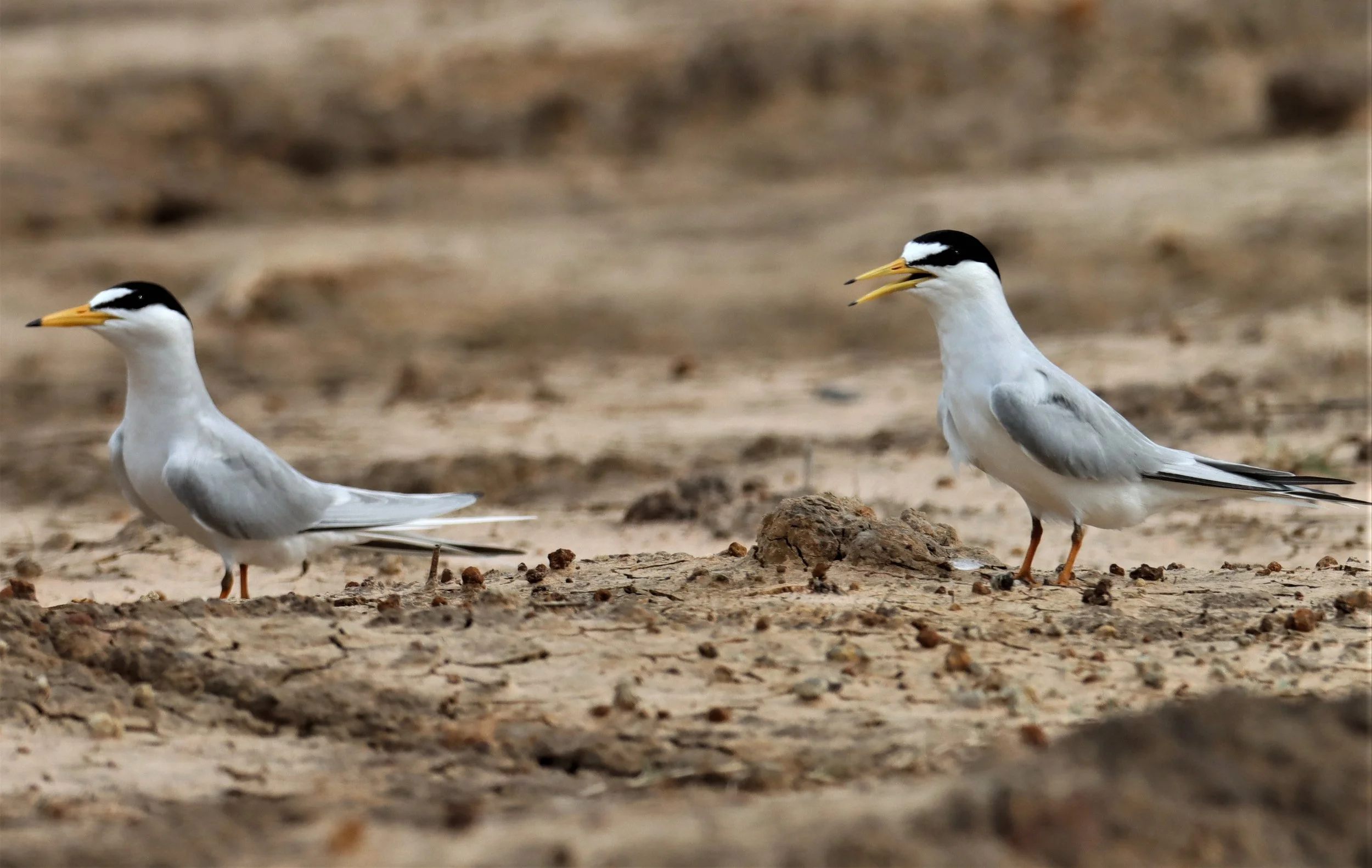 TERN - LITTLE TERN - Sterna albifrons - KHAO SAM ROI YOD NP (27).jpg