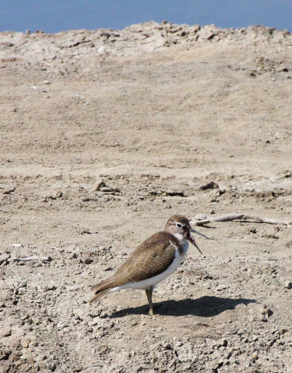 SANDPIPER - COMMON SANDPIPER - Actitus hypoleucos - TRINGA OCHROPUS - SOUTH OF BKK - CHRISTMAS IN THAILAND TRIP 2008 (6).JPG