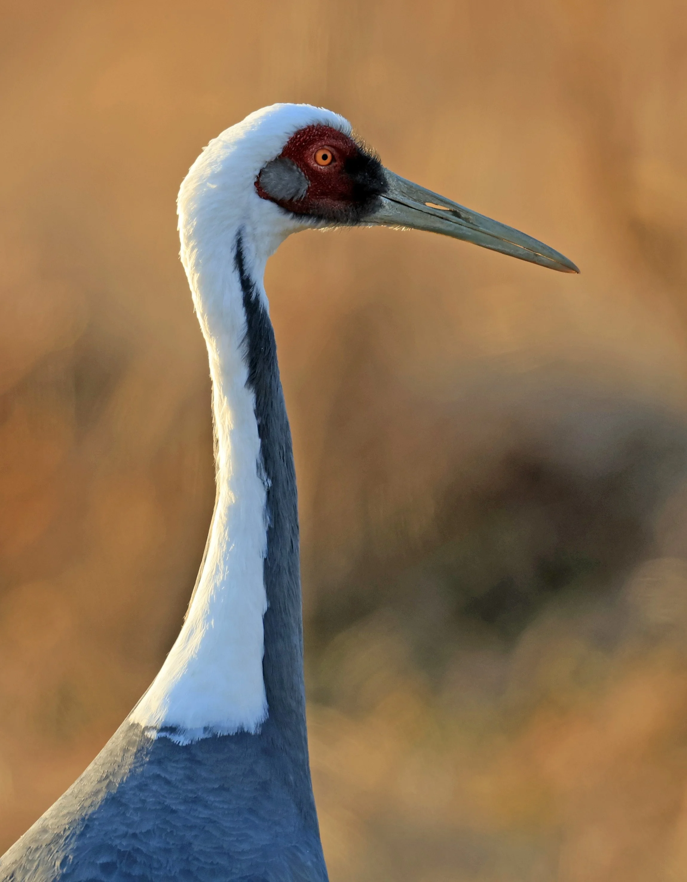 White-naped Crane (Antigone vipio) Izumi Crane Park & Center, Izumi Kagoshima Kyushu Japan (626).jpg