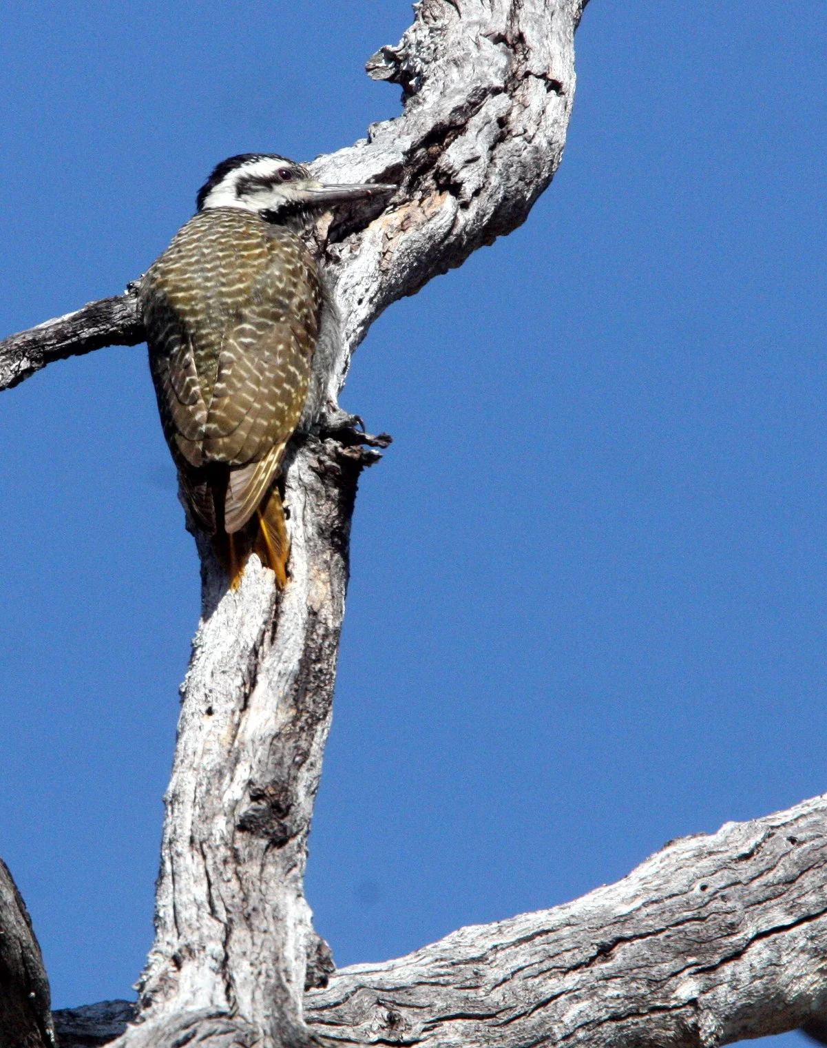 BIRD - WOODPECKER - BEARDED WOODPECKER - DENDROPICOS NAMAQUUS - FEMALE - KHWAI CAMP OKAVANGO BOTSWANA (3).JPG