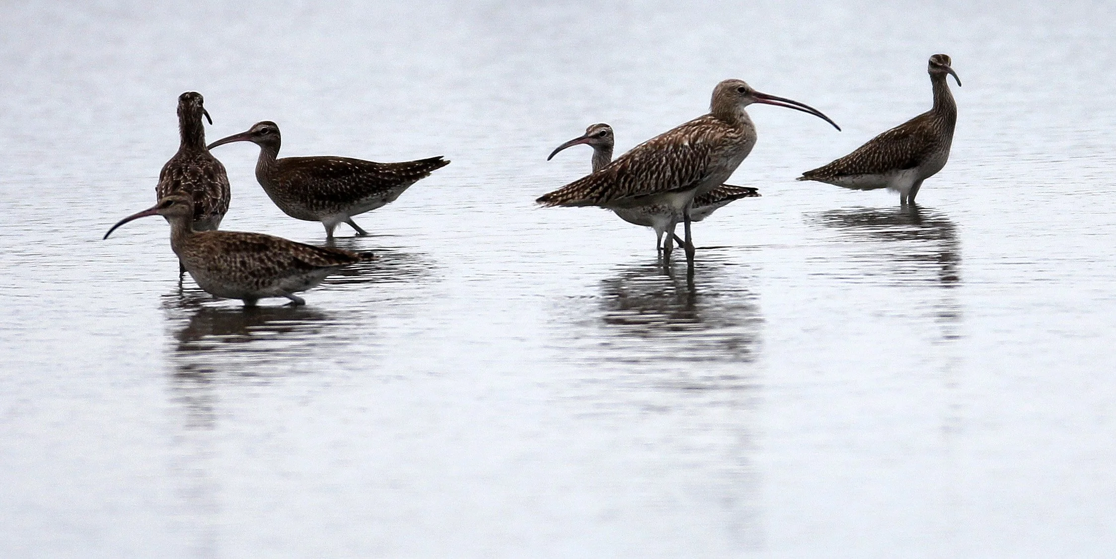 WHIMBREL - Numenius phaeopus - MIXED FLOCK EURASIAN CURLEW - Numenius arquata - PAK THALE THAILAND (81).JPG
