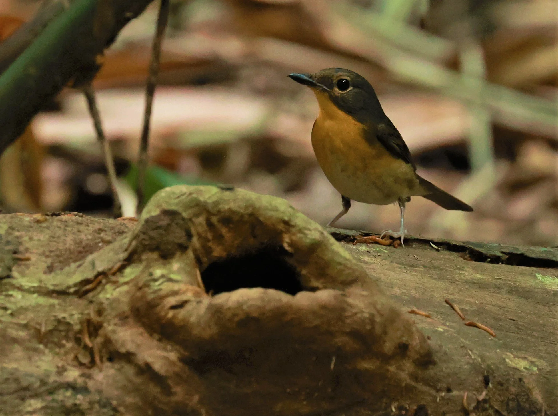 FLYCATCHER - LARGE BLUE FLYCATCHER - Cyornis magnirostris - Si Phang Nga National Park, Thailand Feb 18-19, 2023 (28).jpg
