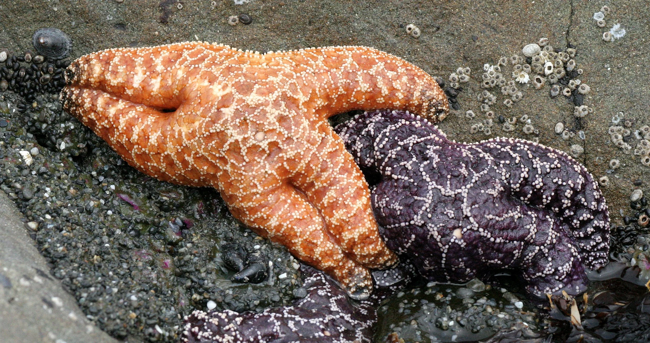 INVERTS - INTERTIDAL - ECHINODERM - PISASTER OCHRACEOUS - BEACH FOUR TIDE POOLS WA (10).JPG