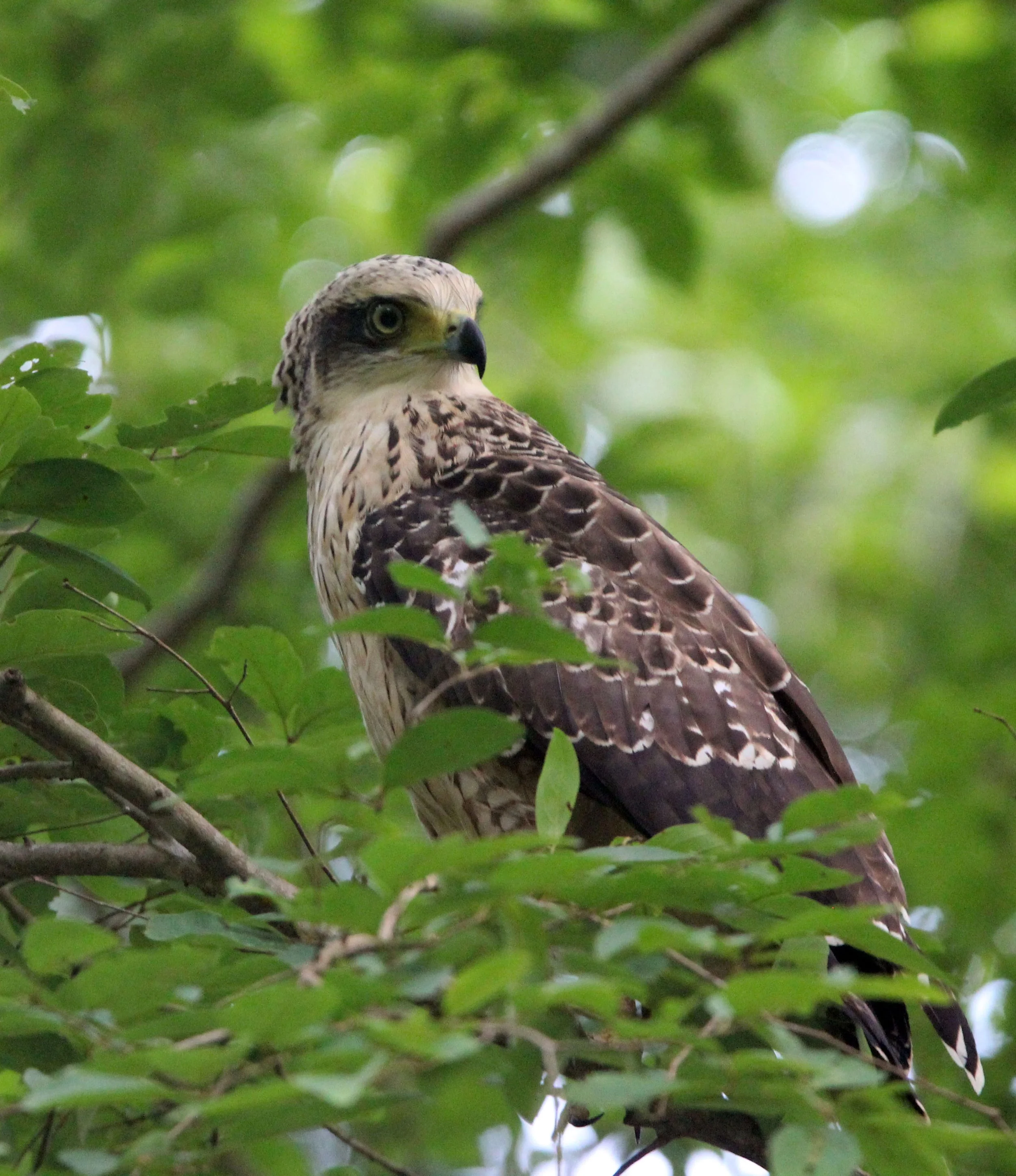 EAGLE - CRESTED SERPENT EAGLE - Spilornis cheela - KAENG KRACHAN NATIONAL PARK THAILAND (11).JPG