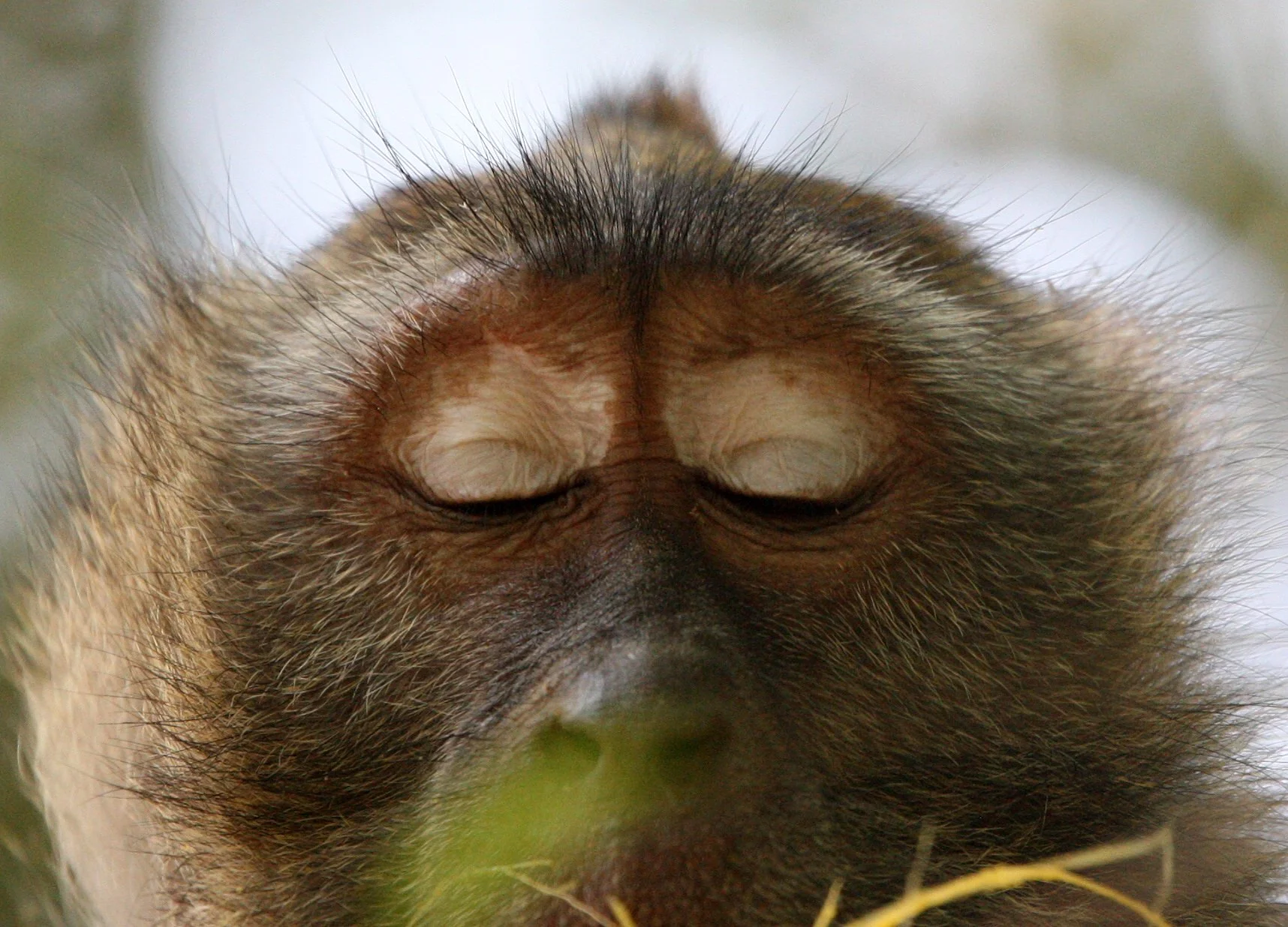 CERCOPITHECIDAE - Macaca fascicularis - LONG-TAILED MACAQUE - KOH LANTA NATIONAL PARK THAILAND - SOM'S SHOT (31).JPG