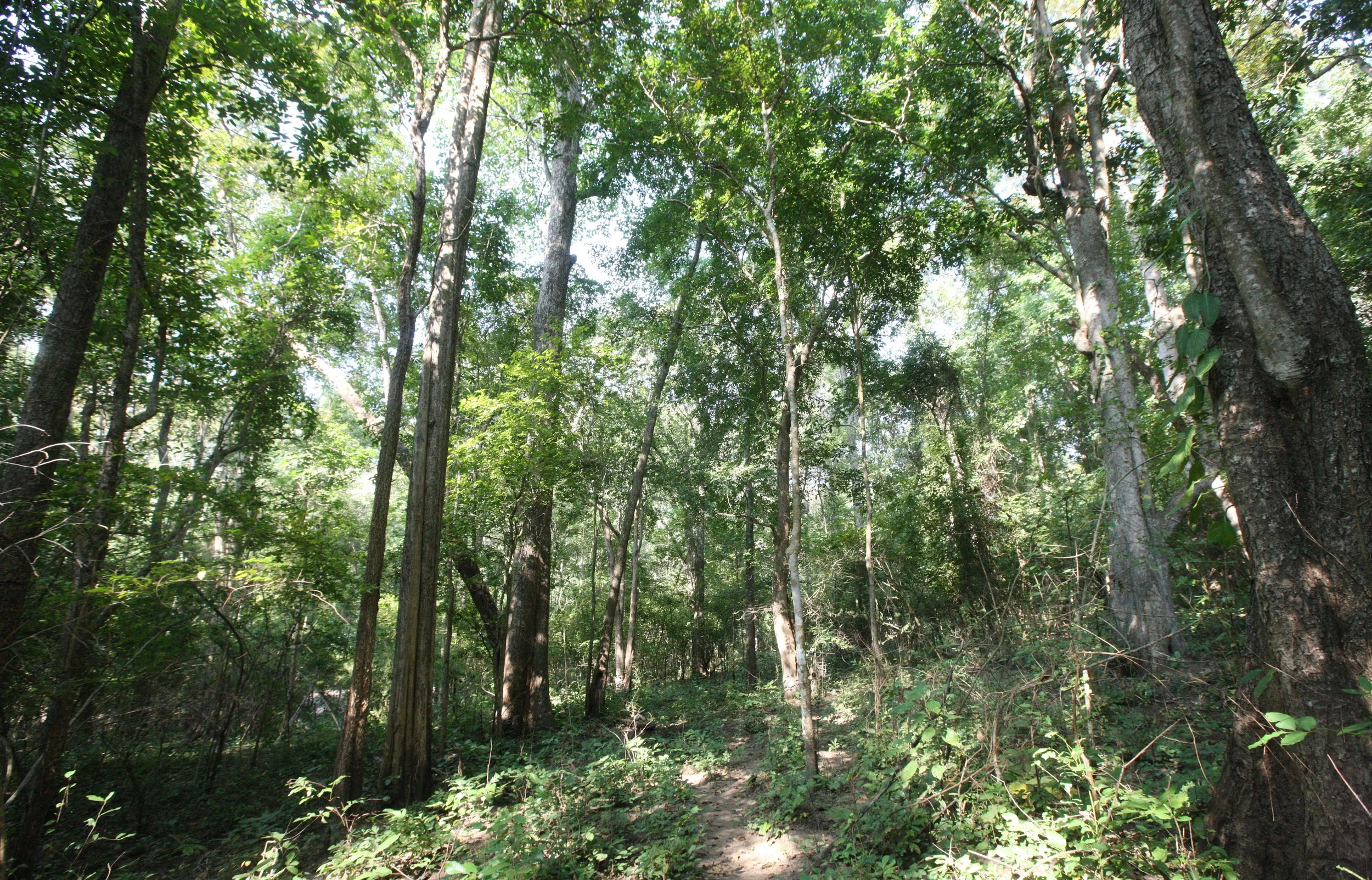 2014 Huai Kha Khaeng Bruce Kekule Trip (117).JPG