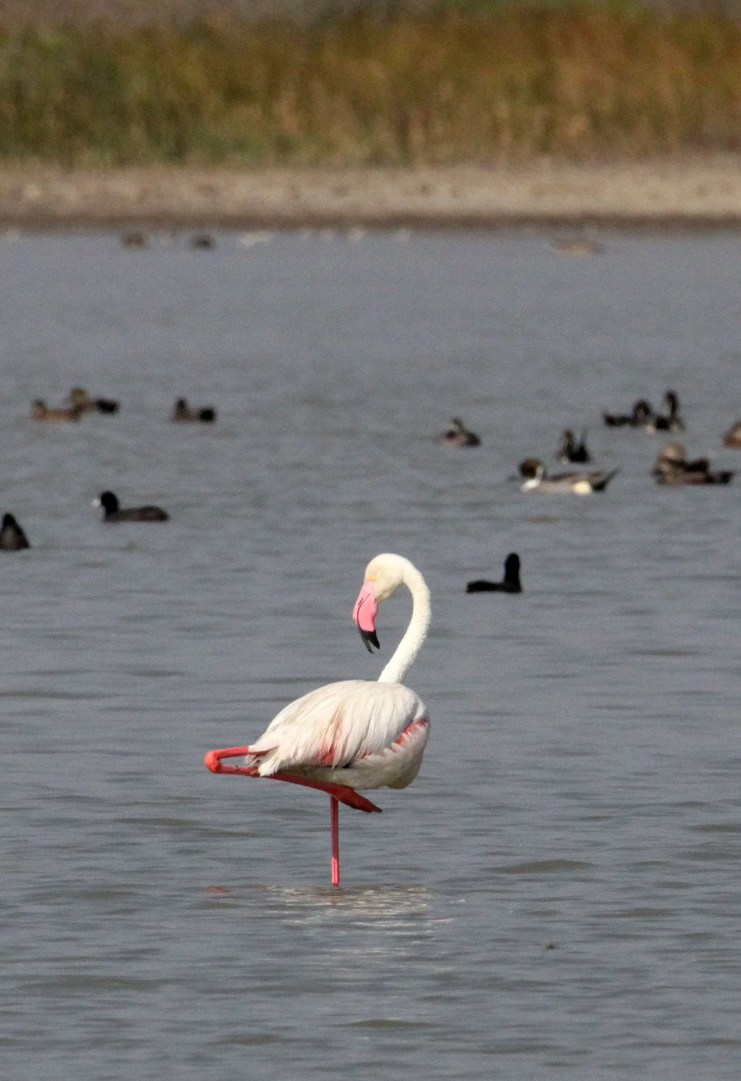 Phoenicopterus roseus - Greater Flamingo - Blackbuck National Park, Gujarat India (8).JPG
