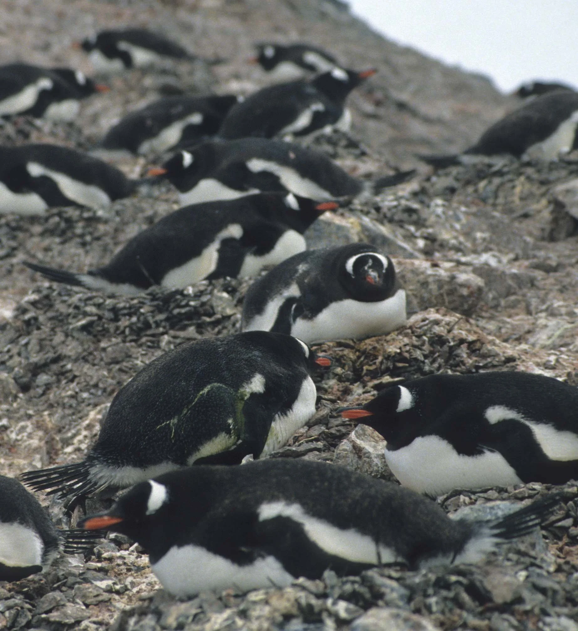 Gentoo Penguin (Pygoscelis papua) Danco Island Antarctic Peninsula (21).jpg