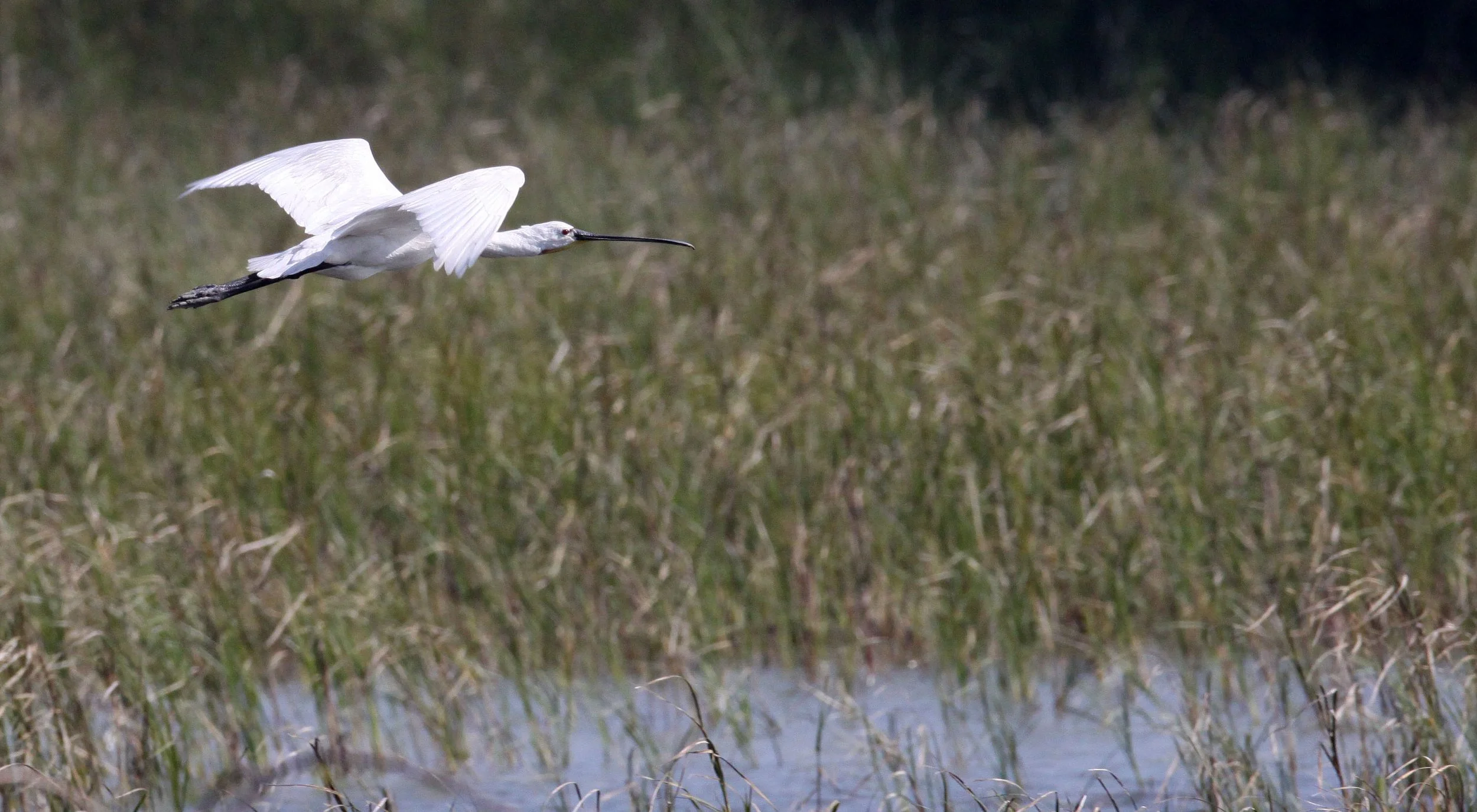 SPOONBILL - EURASIAN SPOONBILL - Platalea leucorodia - LITTLE RANN OF KUTCH GUJARAT INDIA (20).JPG