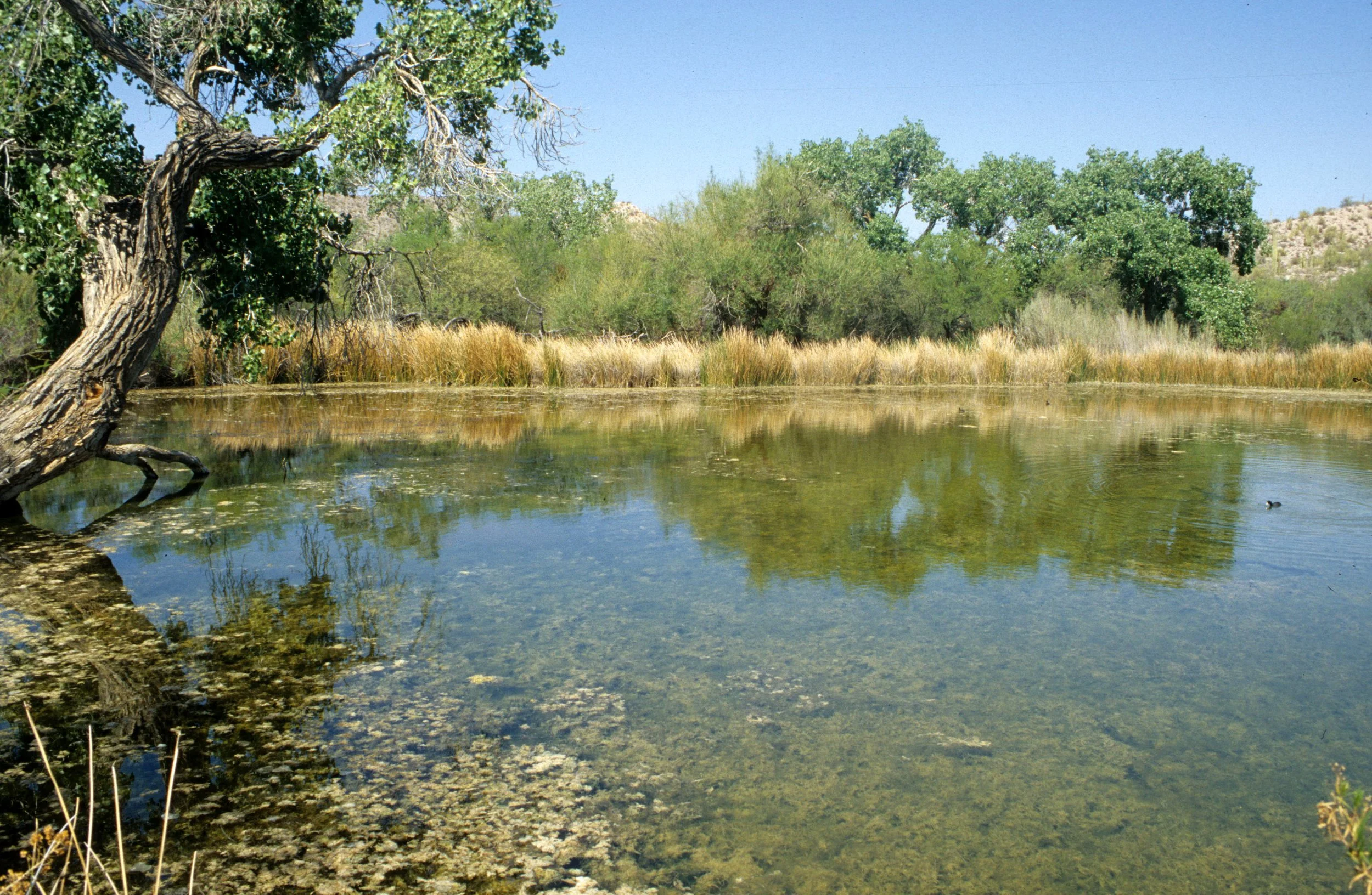 ORGAN PIPE CACTUS NP - QUITOBAQUITO  POND A.jpg