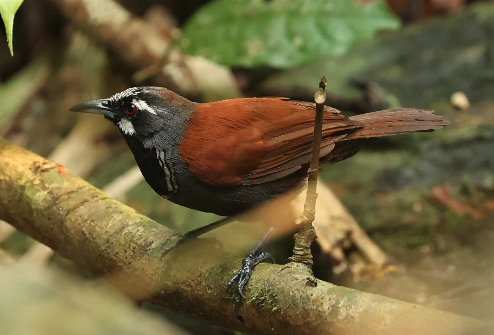 BABBLER- BLACK-THROATED BABBLER - Stachyris nigricollis - KRUNG CHING, KHAO LUANG NP NST, APRIL 2022 (59).jpg