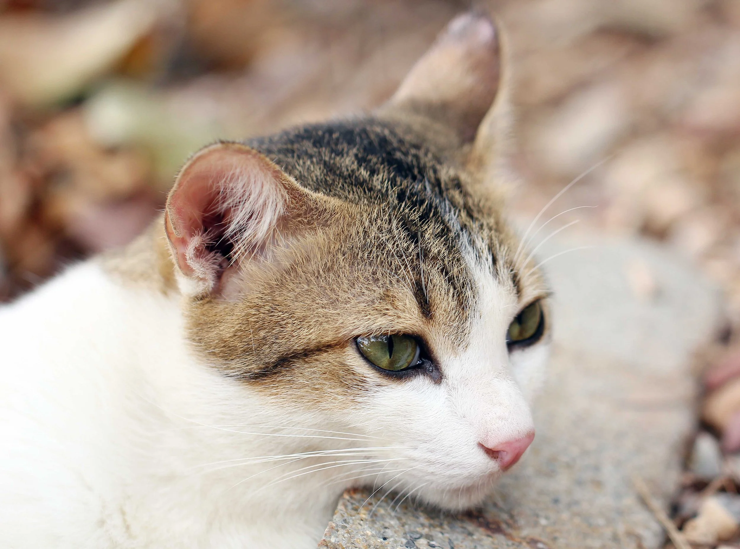 2015 Koh Lanta Songkran with friends from ISB (408).JPG