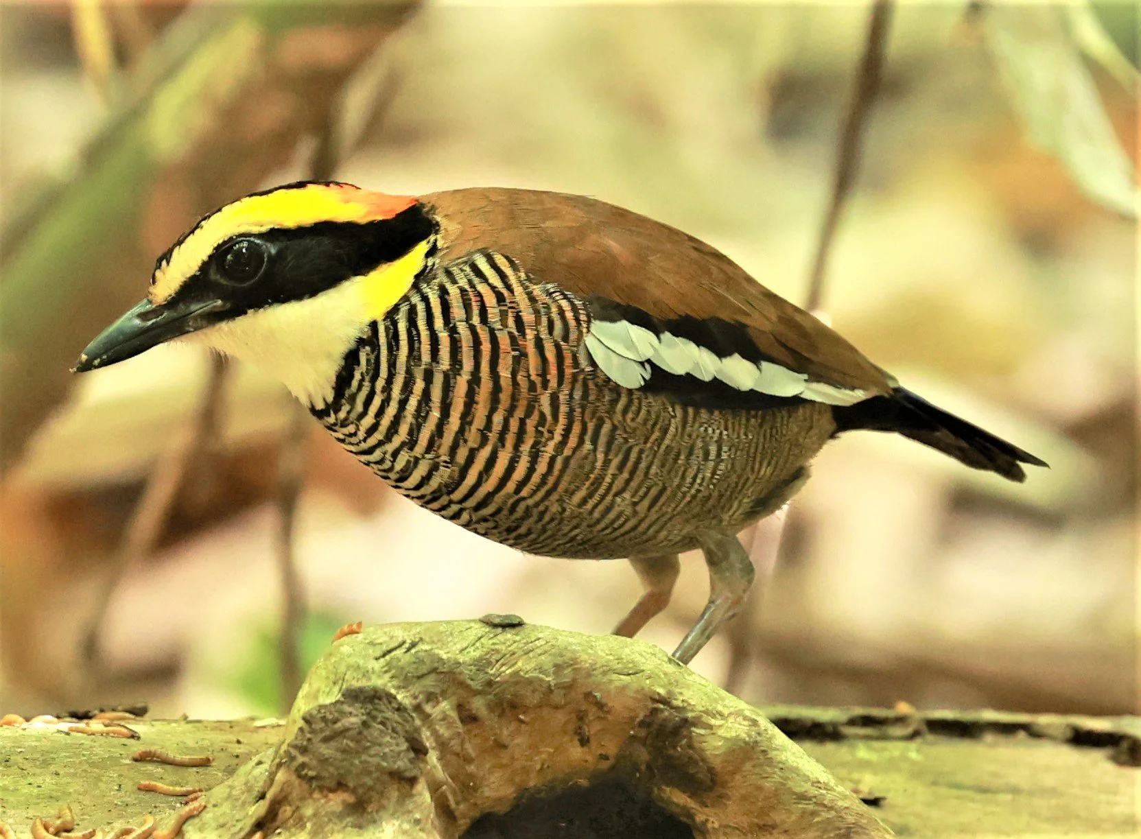PITTA - Malayan banded pitta - Hydrornis irena - Si Phang Nga National Park, Thailand Feb 18-19, 2023 (37).jpg
