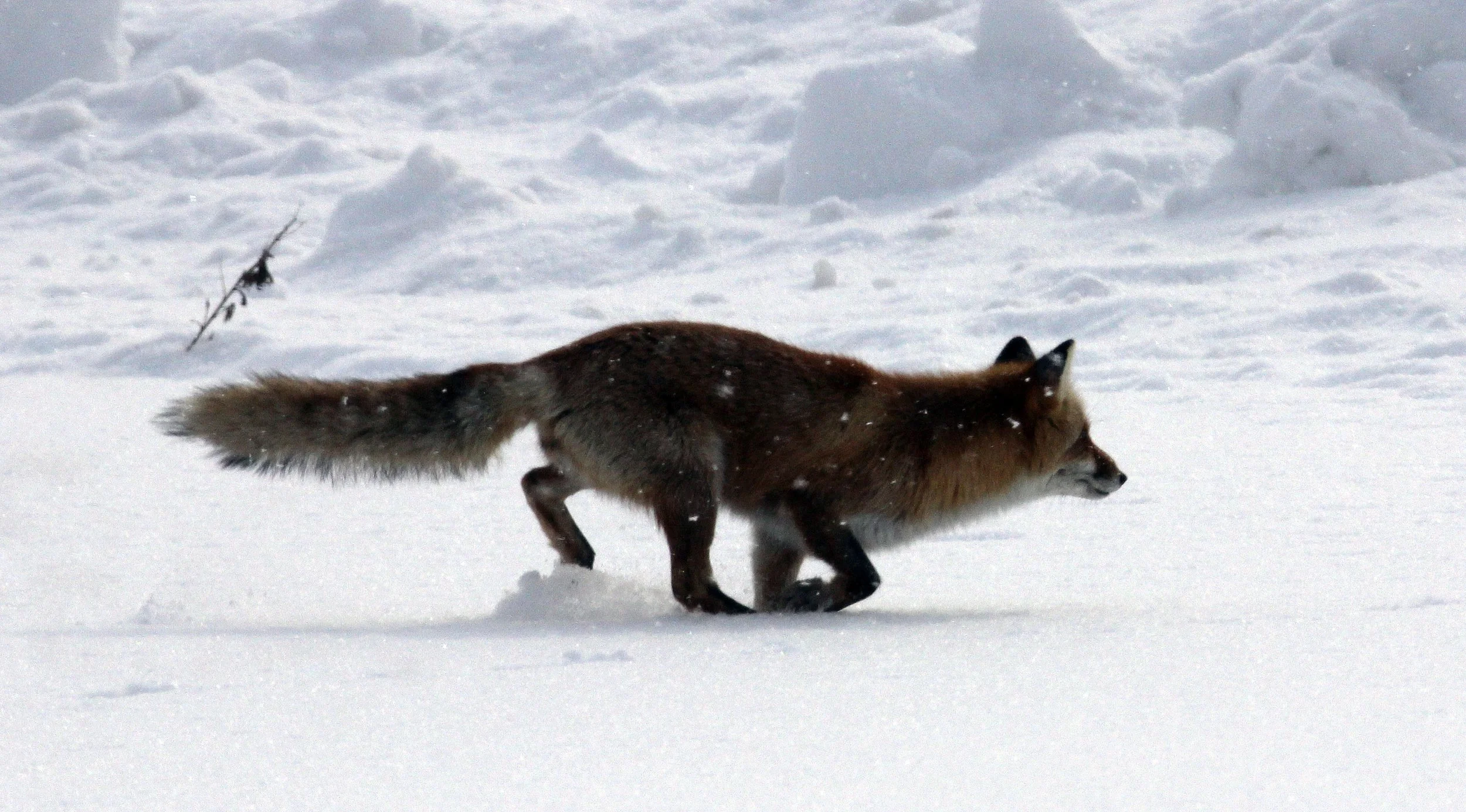 FOX - Vulpes vulpes schrencki - HOKKAIDO RED FOX - TSURUI HOKKAIDO (65).JPG