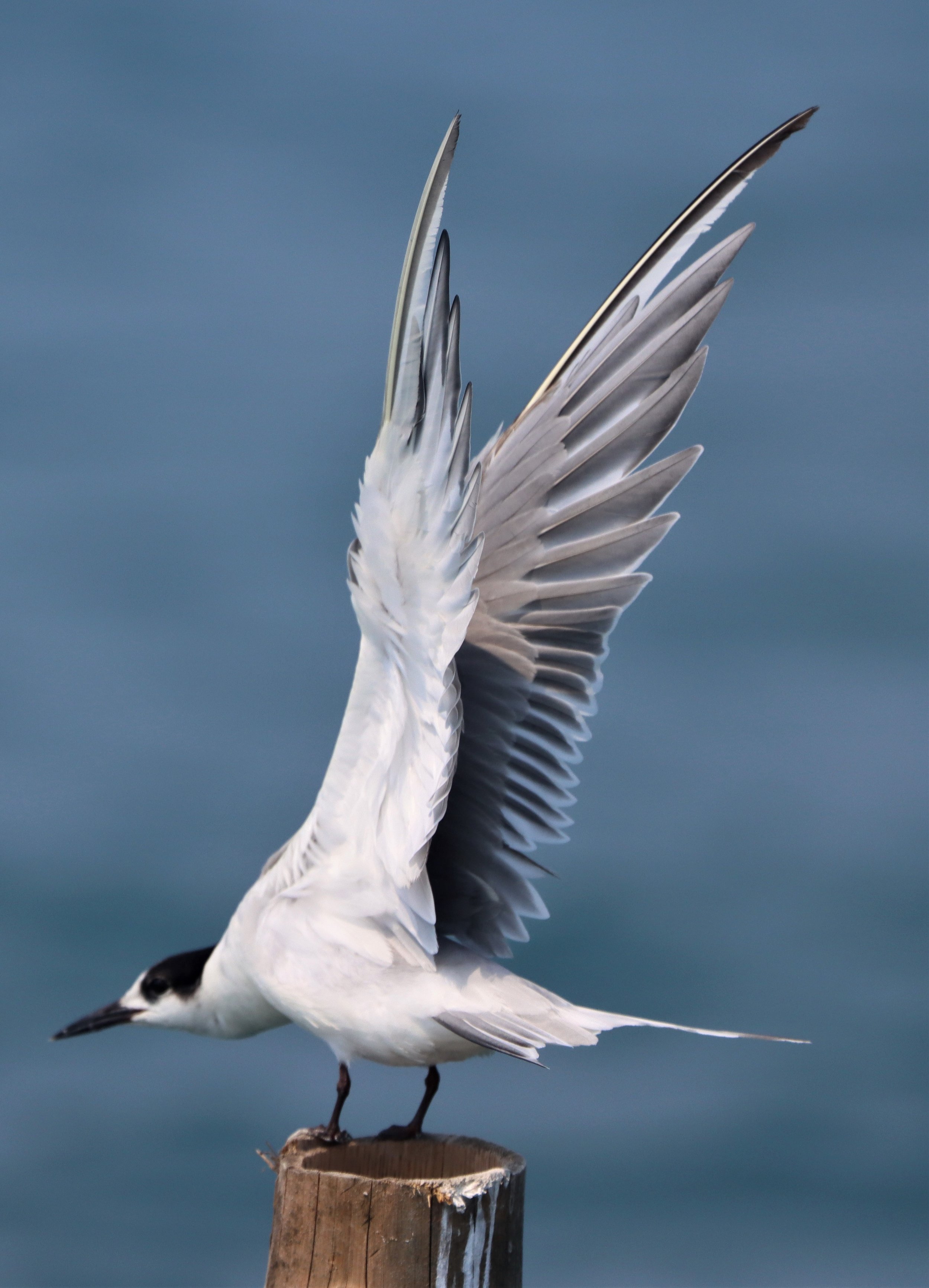 TERN - COMMON TERN - Sterna hirundo - UPPER NE GULF OF THAILAND NEAR CHACHOENGSAO (32).jpg