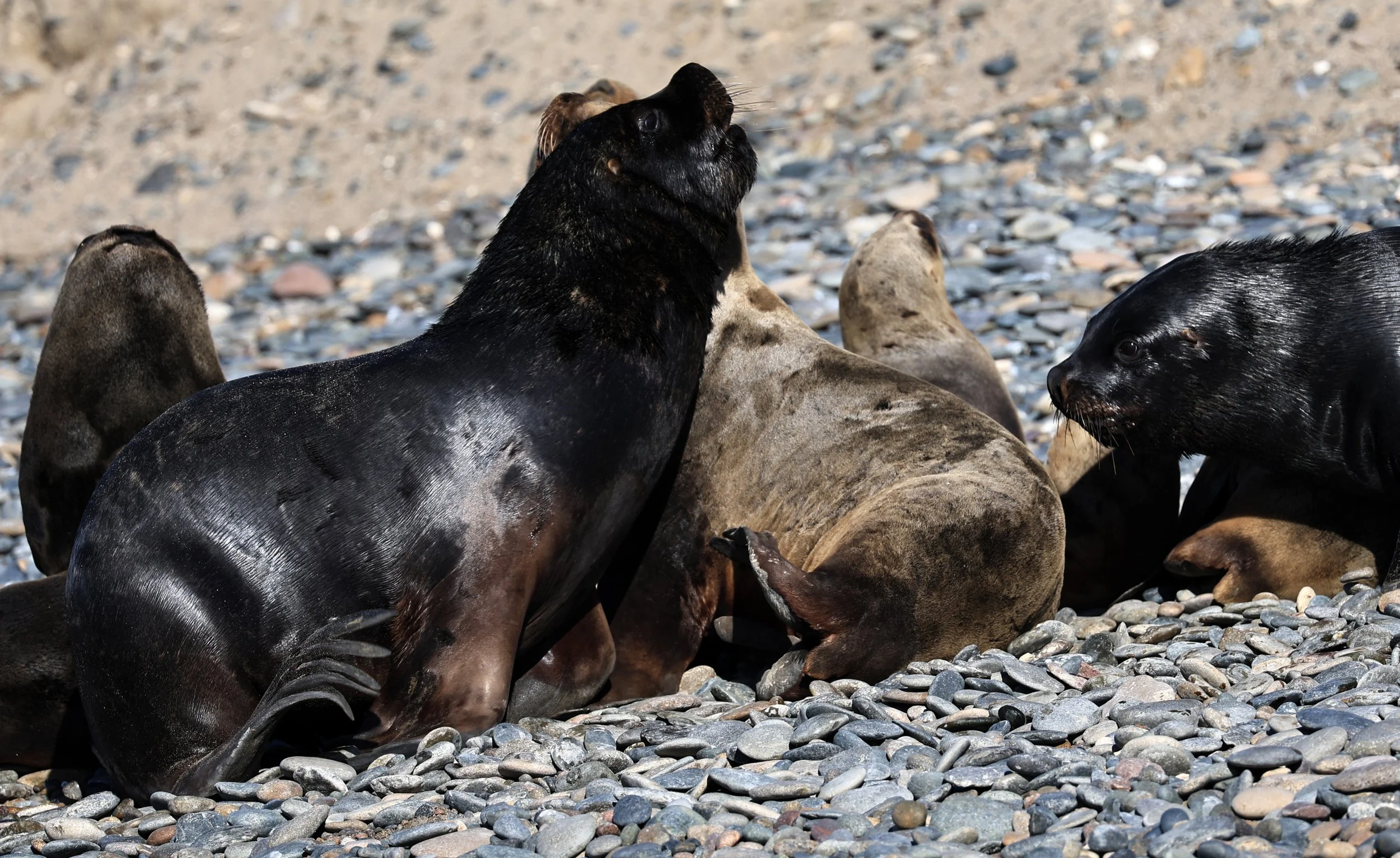 South American Sea Lion (Otaria flavescens) Puerto Rawson Argentina (30).jpg