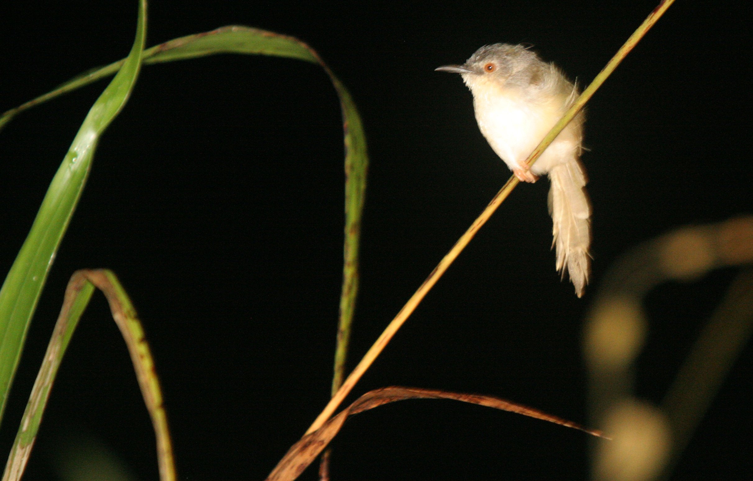 BIRD - PRINIA - PLAIN PRINIA - DANUM VALLEY BORNEO.JPG