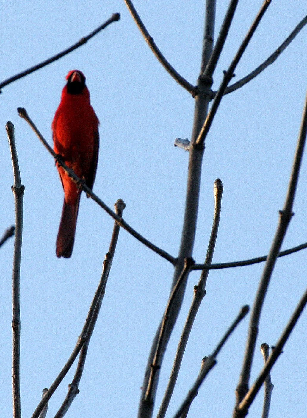 BIRD - CARDINAL - NORTHERN CARDINAL - GARFIELD PARK CHICAGO (3).JPG