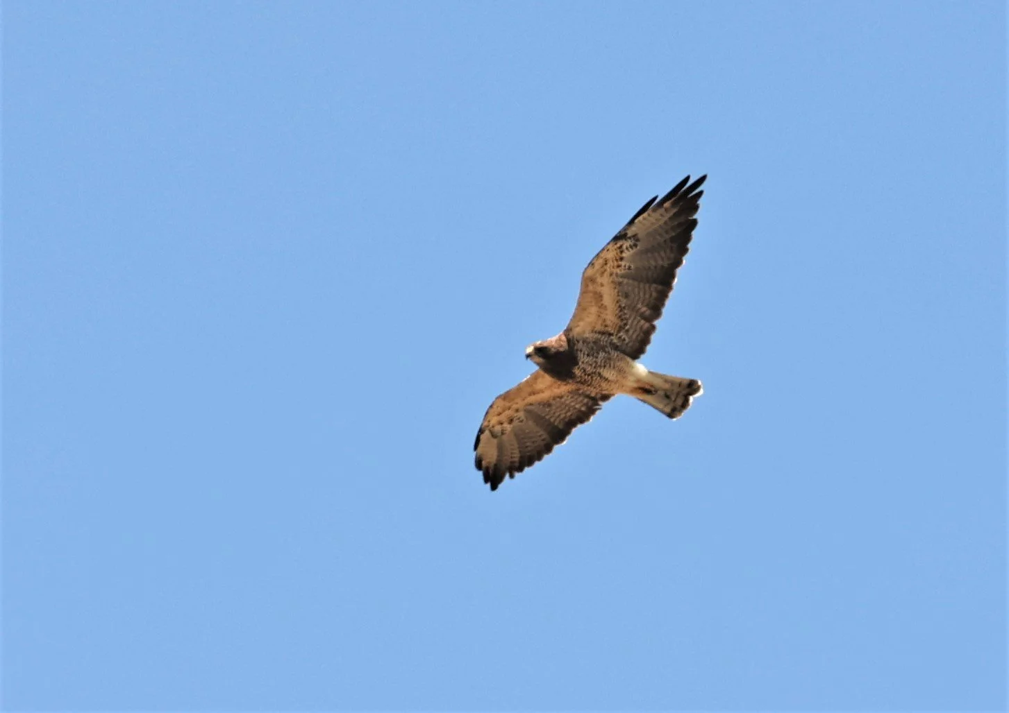 Buteo swainsoni - SWAINSON'S HAWK - SOUTH CENTRAL IDAHO MIDDLE OF NOWHERE (1).jpg