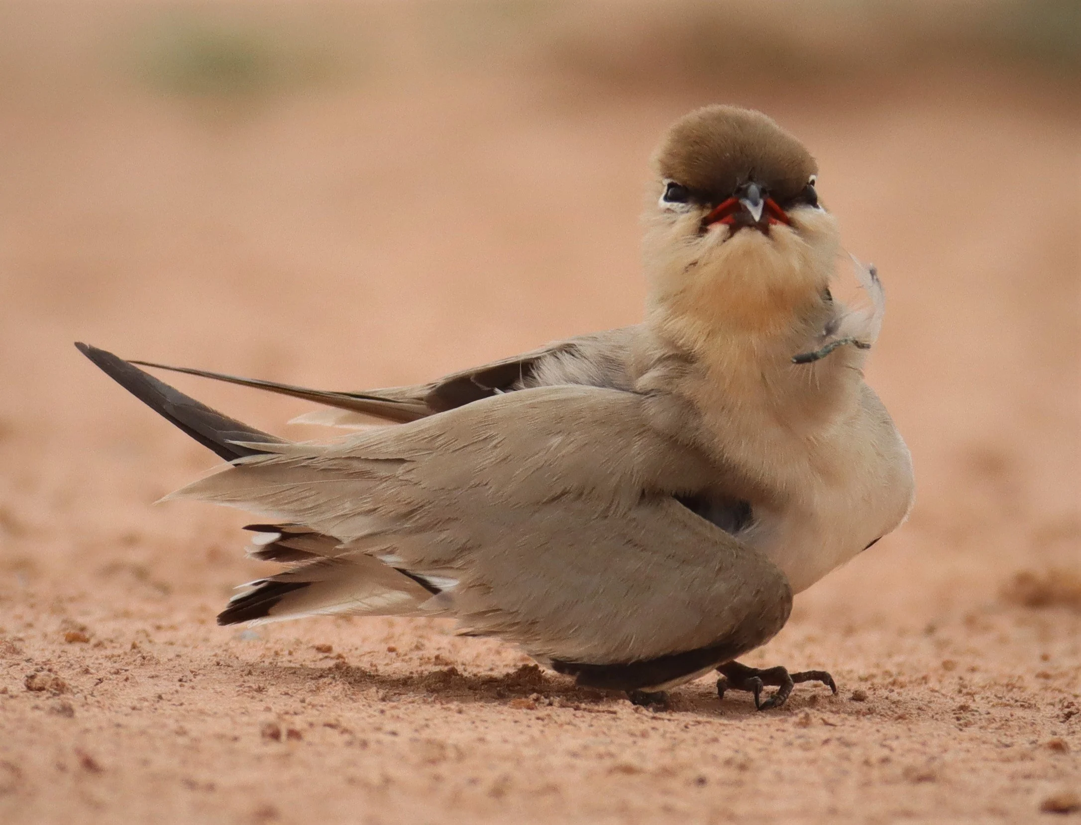 PRATINCOLE - SMALL PRATINCOLE - Glareola lactea - KABIN BURI WETLANDS 15KM OUT ON 304 (97).jpg