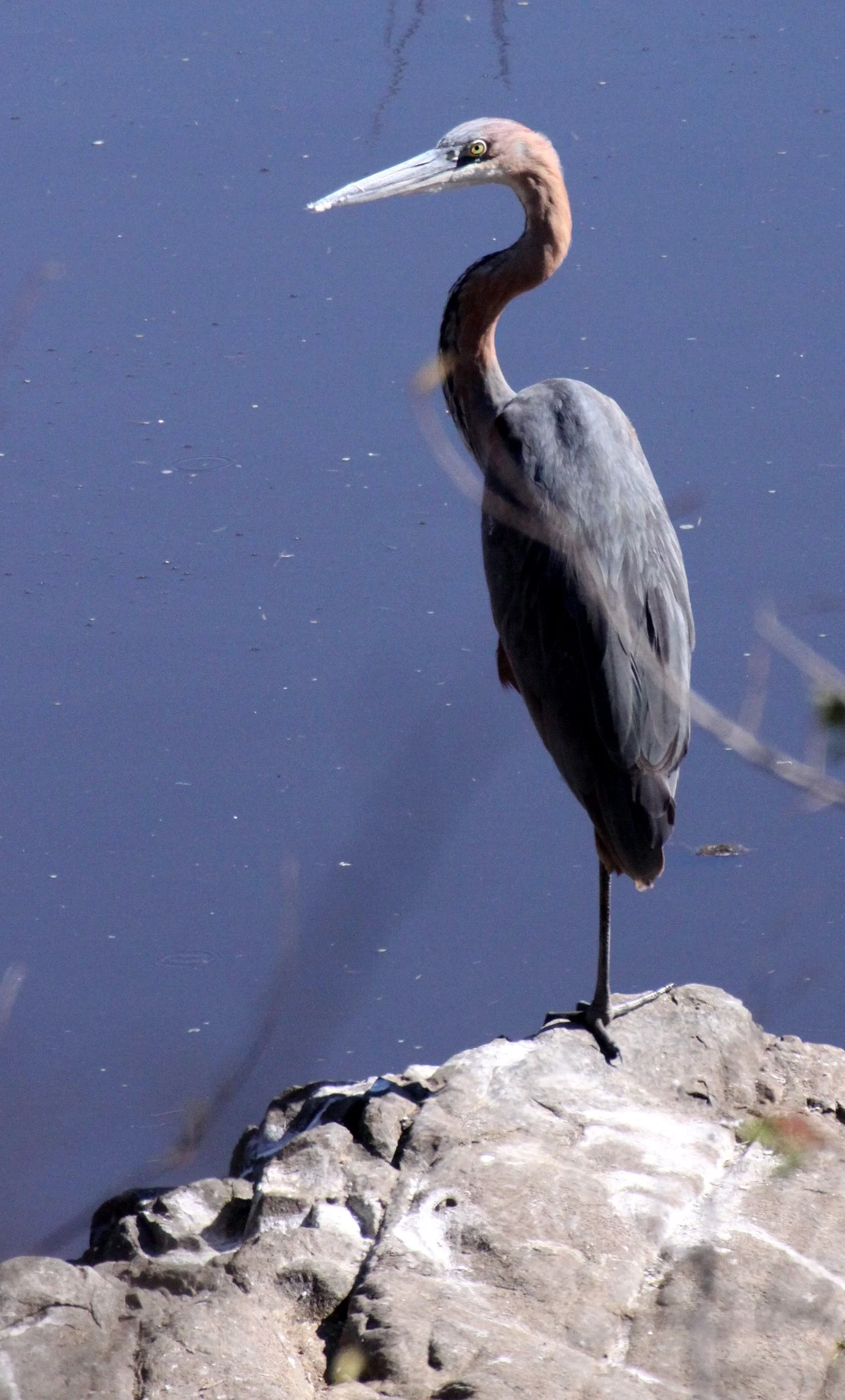 HERON - PURPLE HERON - Ardea purpurea - KRUGER NATIONAL PARK SOUTH AFRICA (2).JPG