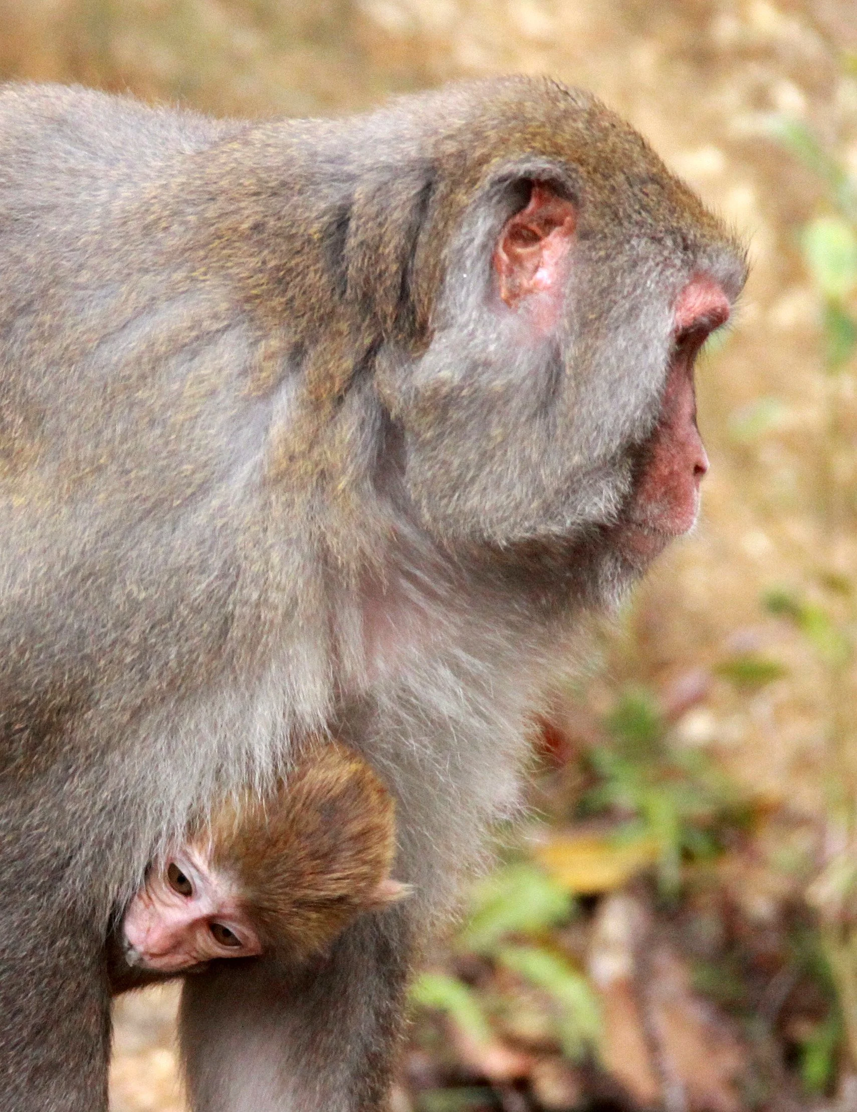 CERCOPITHECIDAE - Macaca mulatta littoralis - SOUTH CHINESE RHESUS MACAQUE - CHINESE ALLIGATOR BREEDING CENTER - XUANCHENG (44).JPG