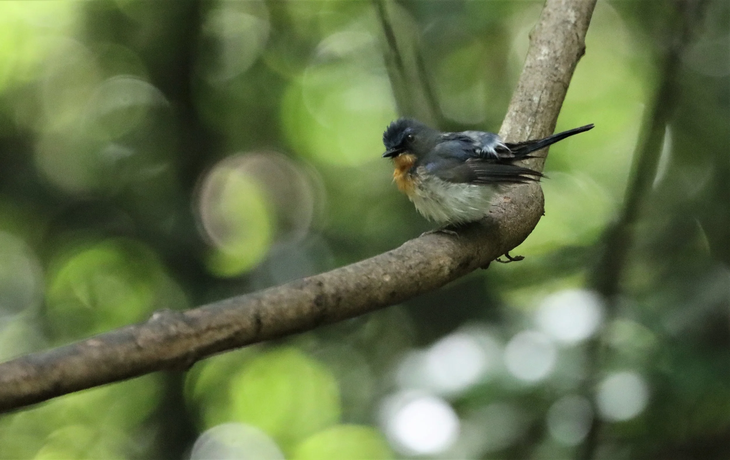 FLYCATCHER - INDOCHINESE BLUE-FLYCATCHER - Cyornis sumatrensis - LUNG SIN HIDE KAENG KRACHAN  (2).jpg