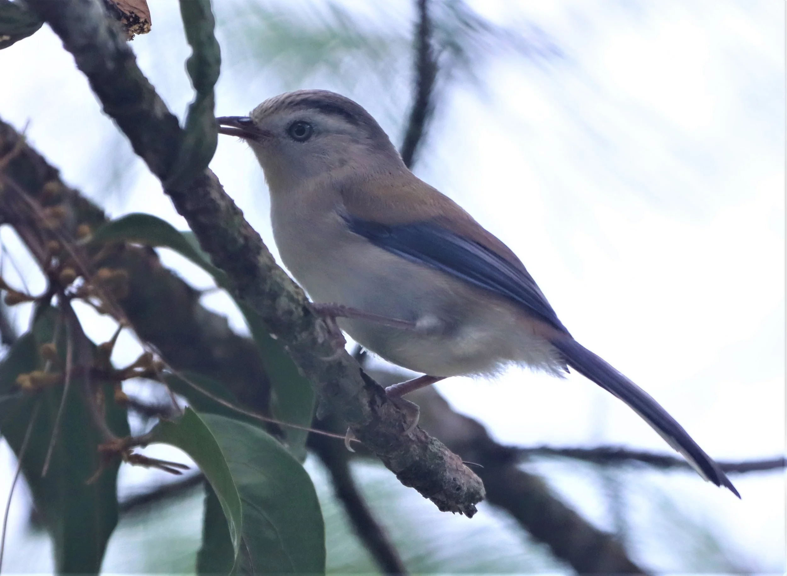 MINLA - BLUE-WINGED MINLA - Actinodura cyanouroptera - DOI ANG KANG CHIANG MAI (52).jpg