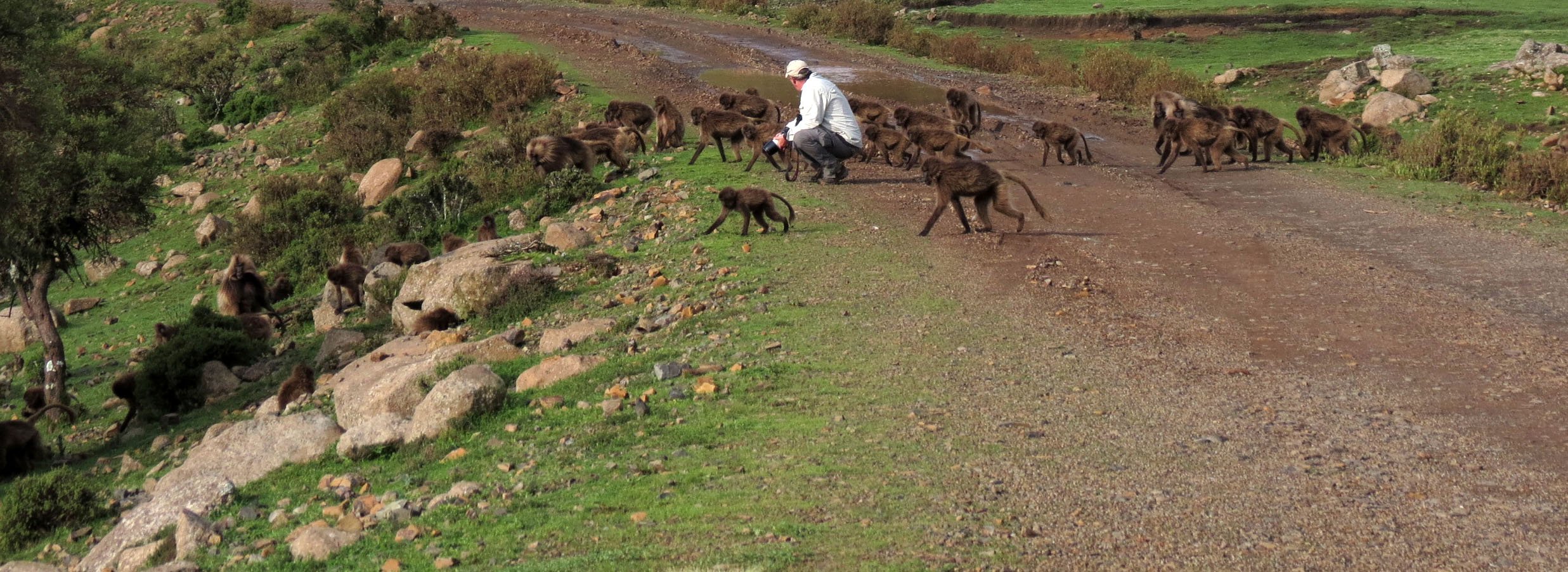 CERCOPITHECIDAE - Theropithecus gelada - GELADA - SIMIEN MOUNTAINS NATIONAL PARK ETHIOPIA (1616).JPG
