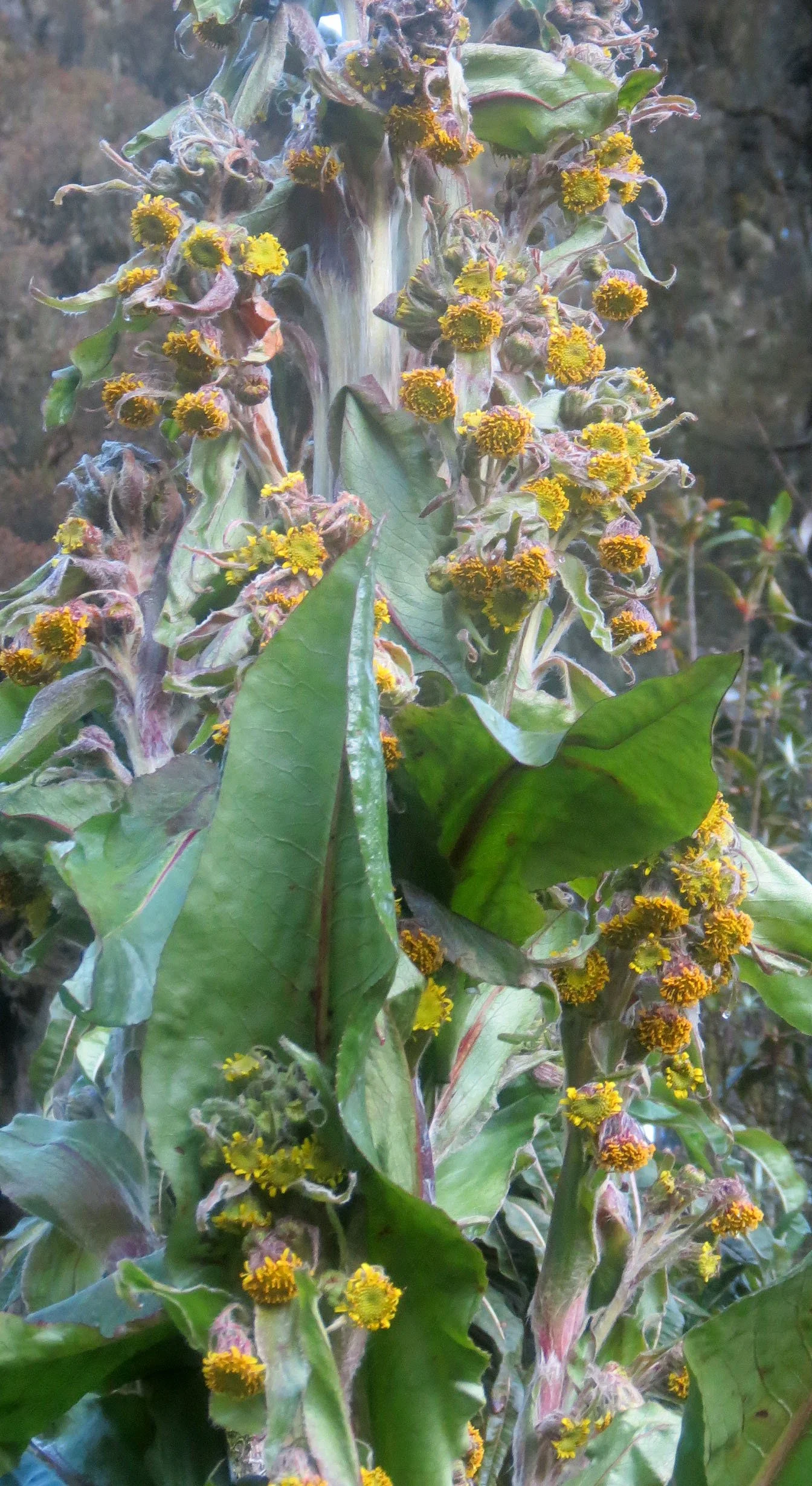 RWENZORI NATIONAL PARK UGANDA (228).JPG
