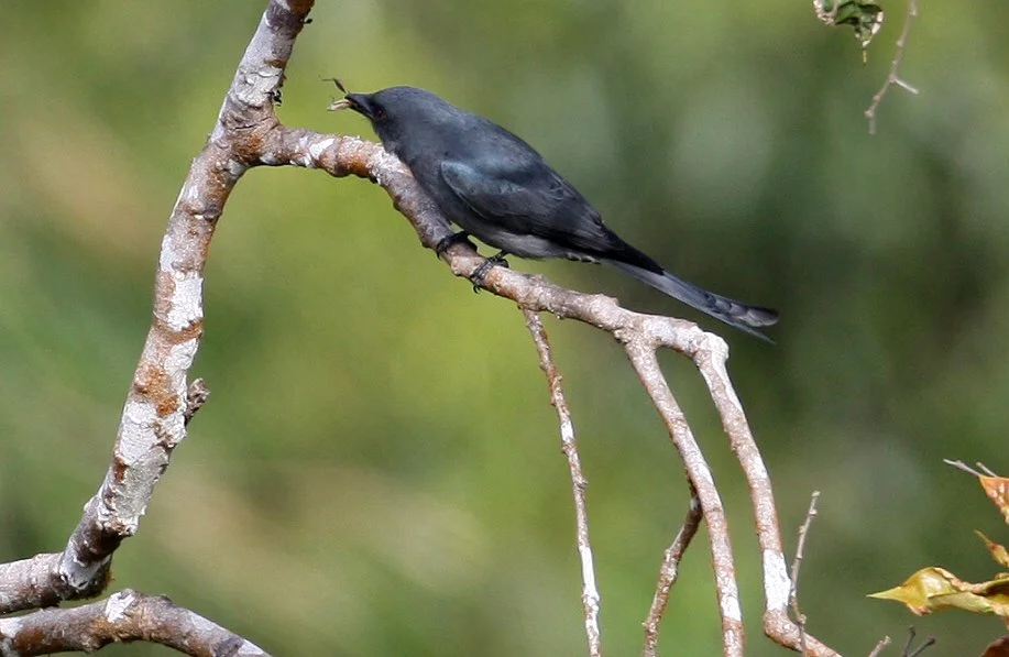 DRONGO - ASHY DRONGO - Dicrurus leucophaeus - KAENG KRACHAN NP THAILAND (7).JPG
