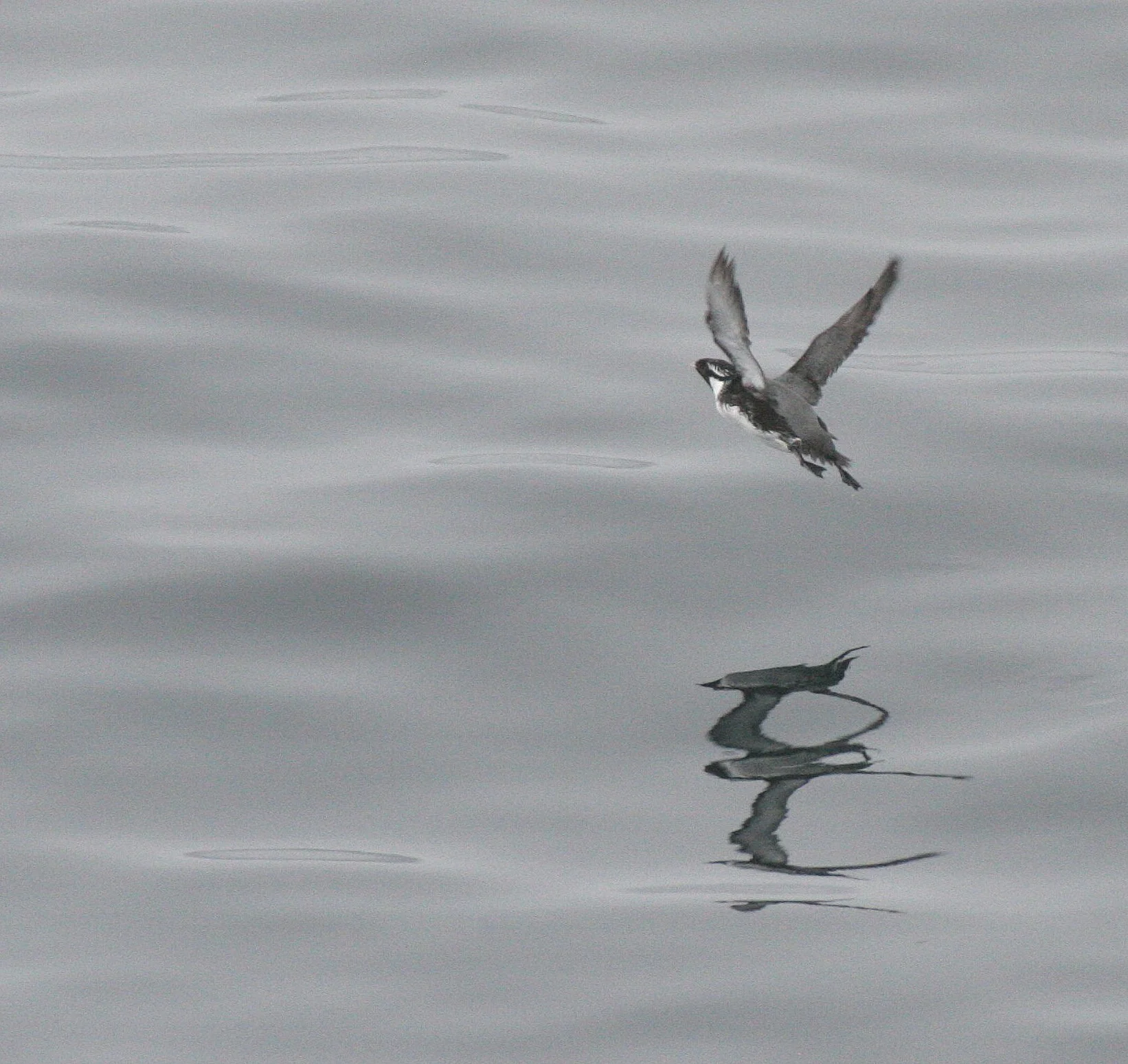 Synthliboramphus antiquus - ANCIENT MURRELET - KURIL ISLANDS RUSSIA (4).jpg