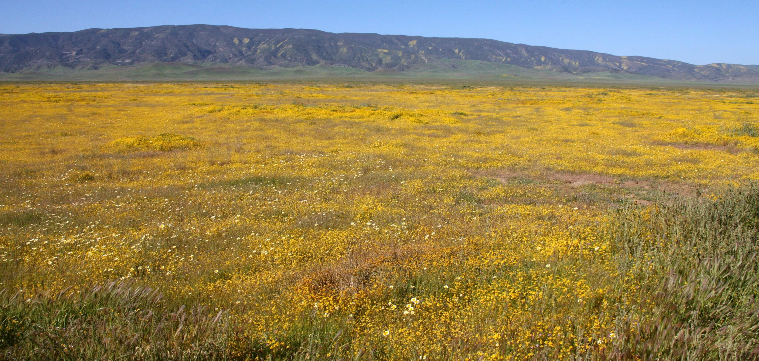 ASTERACEAE - LASTHENIA SPECIES - GOLD FIELDS - CARRIZO PLAIN NATIONAL MONUMENT.JPG
