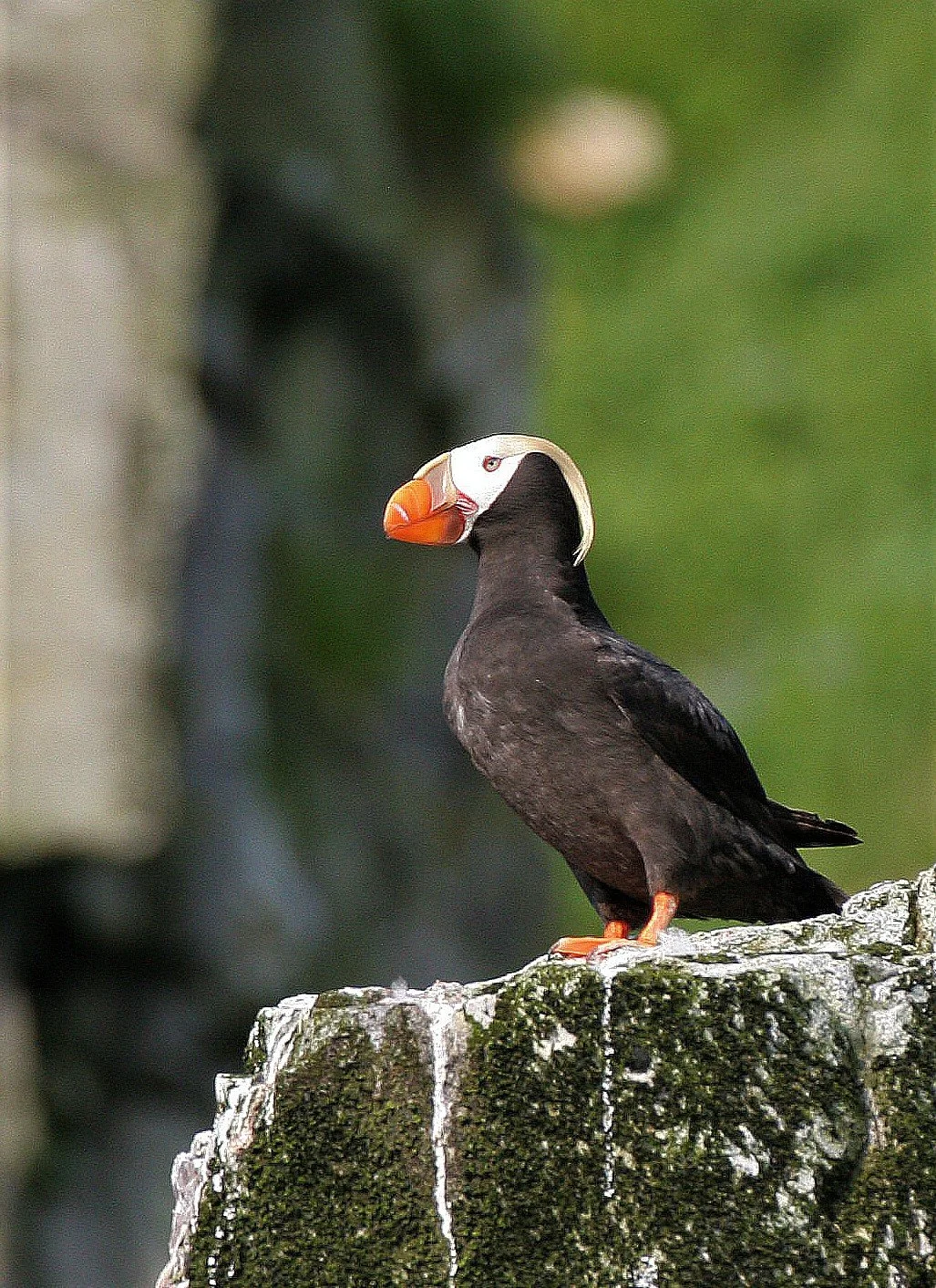 Fratercula cirrhata - TUFTED PUFFIN - COMMANDERS MEDNY ISLAND aa1 (2).jpg