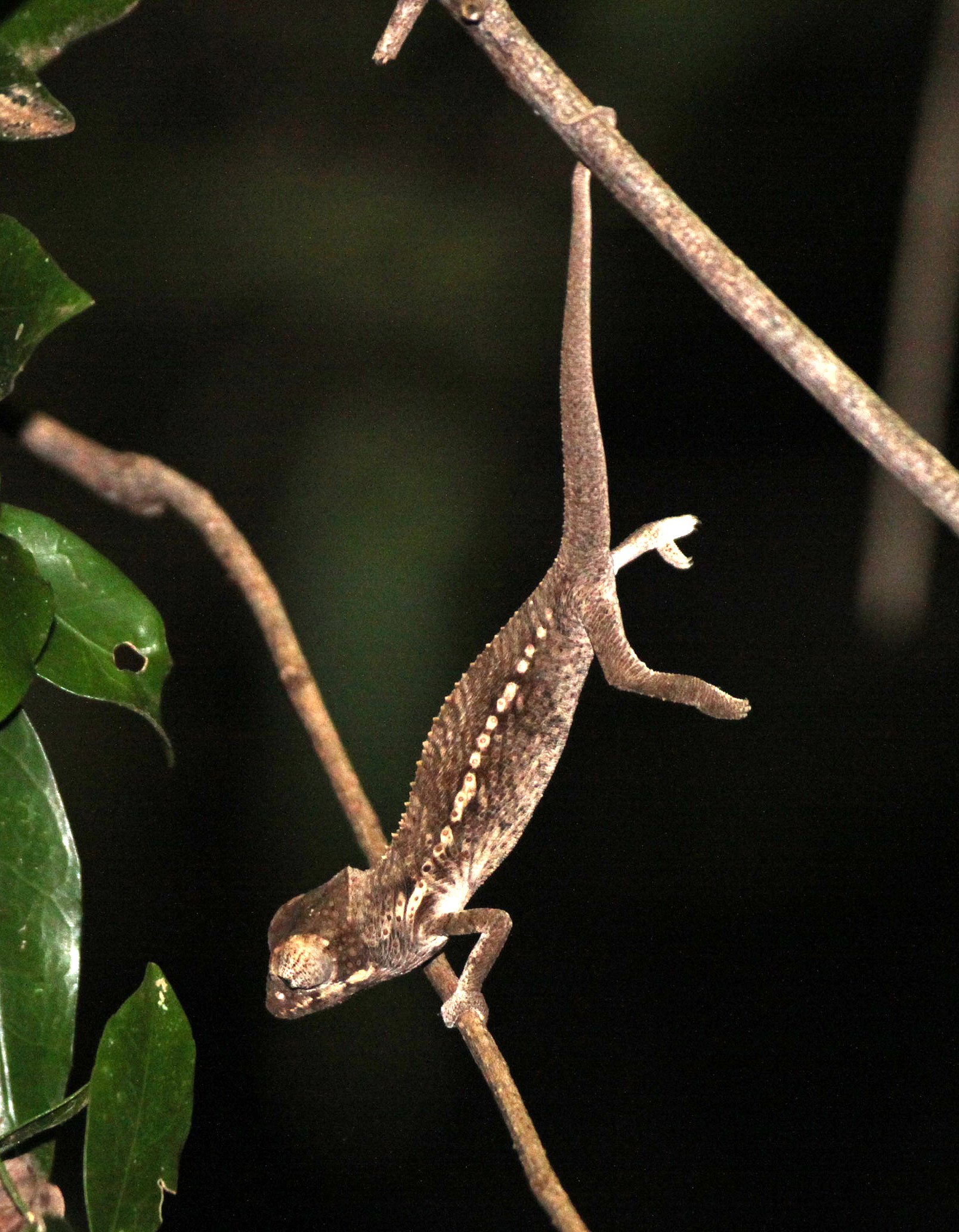 Cryptic Chameleon (Calumma crypticum) Berenty Madagascar