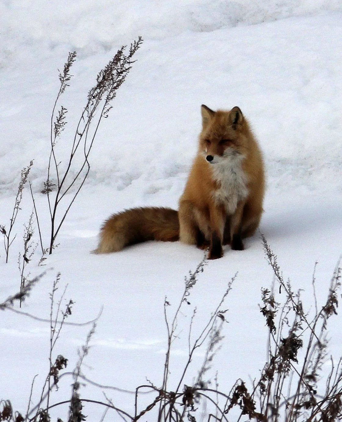 FOX - Vulpes vulpes schrencki - HOKKAIDO RED FOX - ABASHIRI HOKKAIDO JAPAN (20).JPG