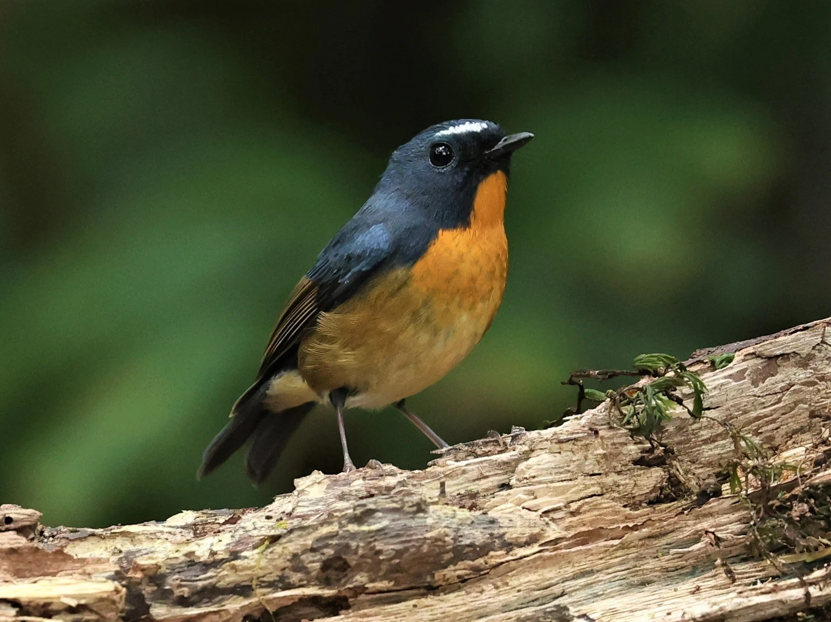 FLYCATCHER - SNOWY-BROWED FLYCATCHER - Ficedula hyperythra - DOI PHA HOM POK NP DOI LANG EAST FEB 2022 (49).jpg