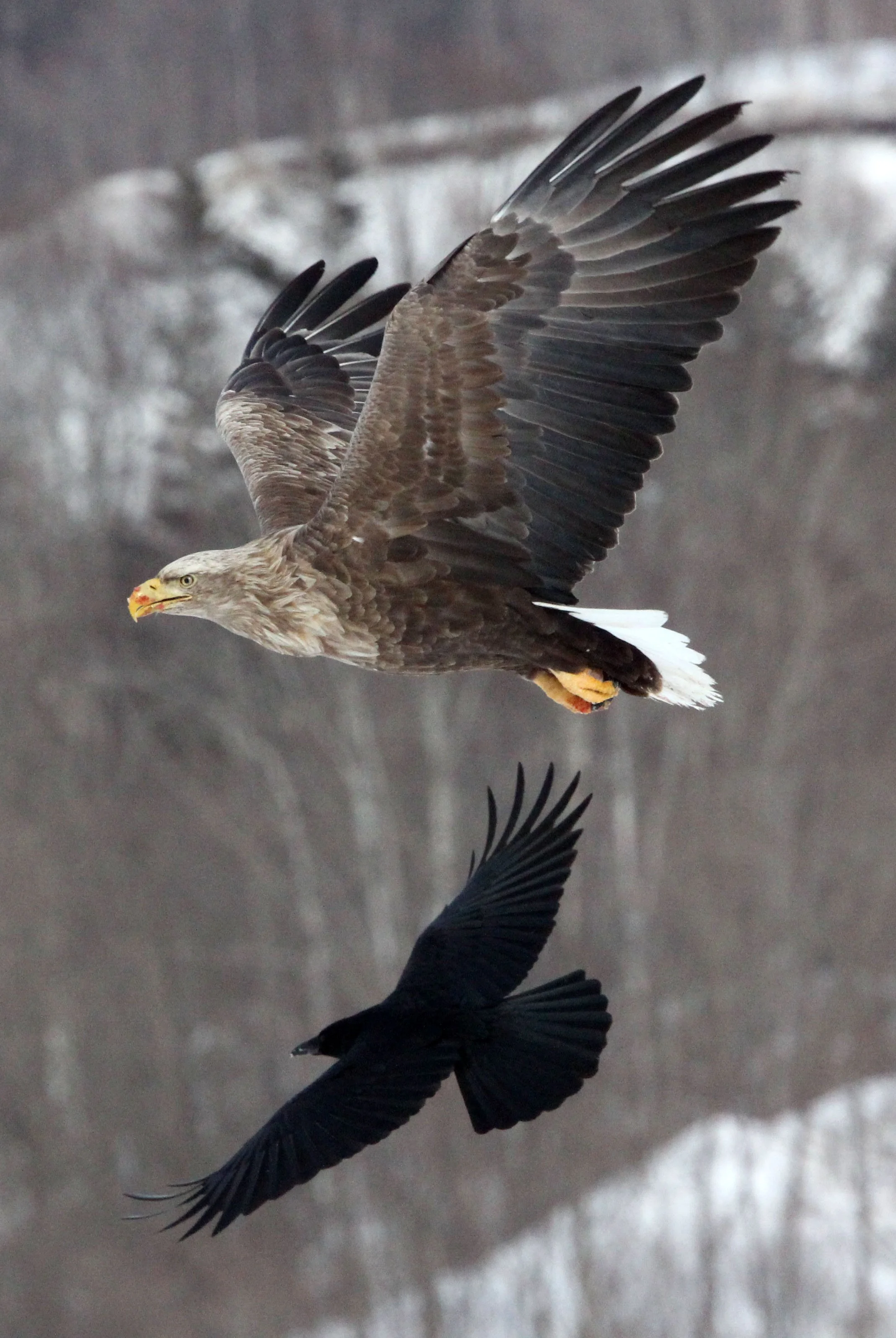 BIRD - EAGLE - WHITE-TAILED EAGLE - AKAN INTERNATIONAL CRANE CENTER - HOKKAIDO JAPAN (38).JPG