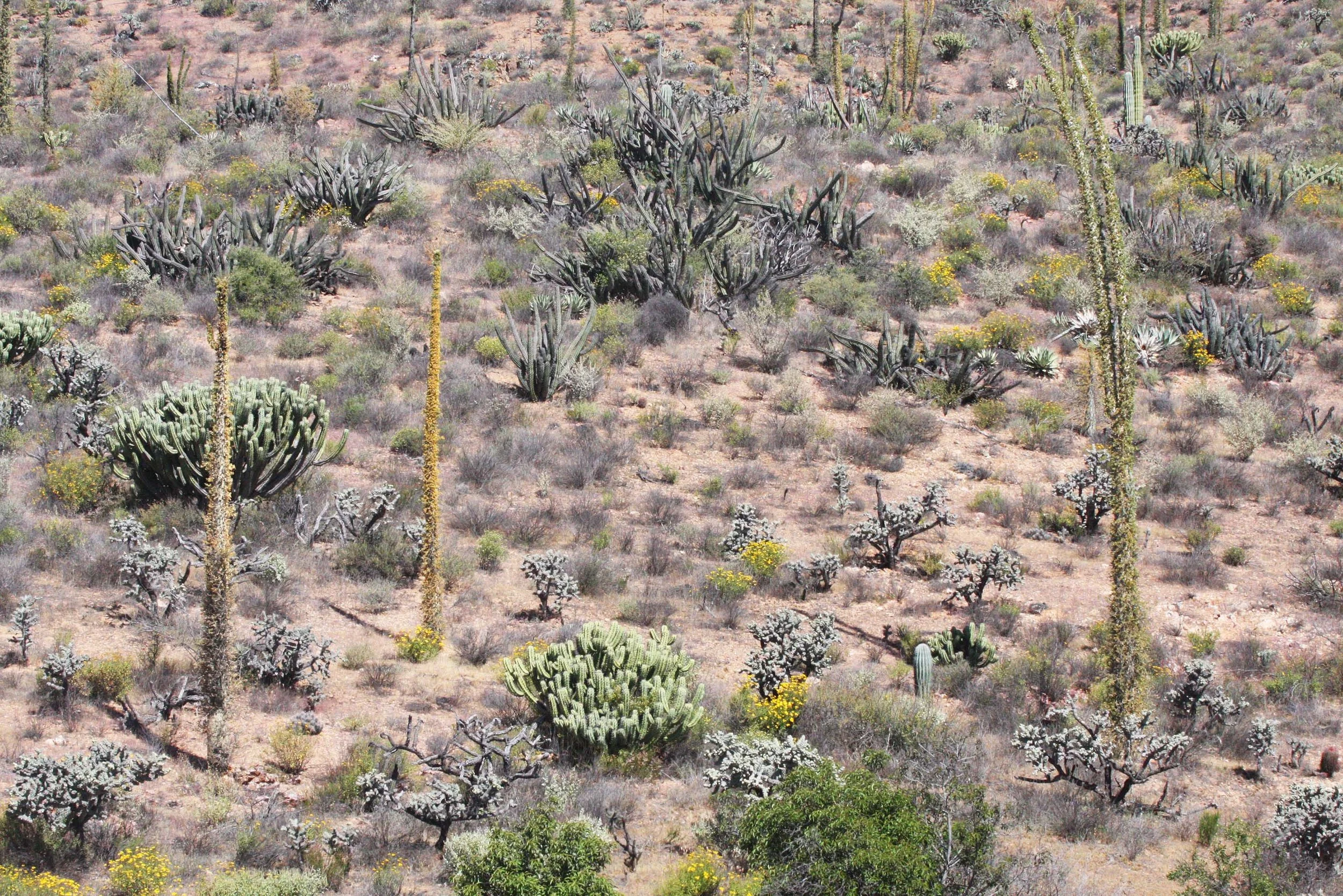 BOOJUM AND CANDELABRA CACTUS WOODLAND COMMUNITY - CATAVINA DESERT BAJA MEXICO (2).JPG