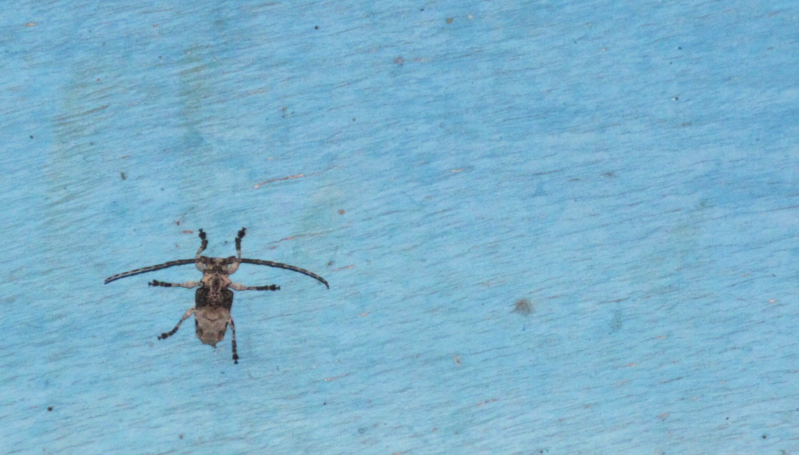 Lamiinae - Species 23 - Berenty Reserve, Madagascar