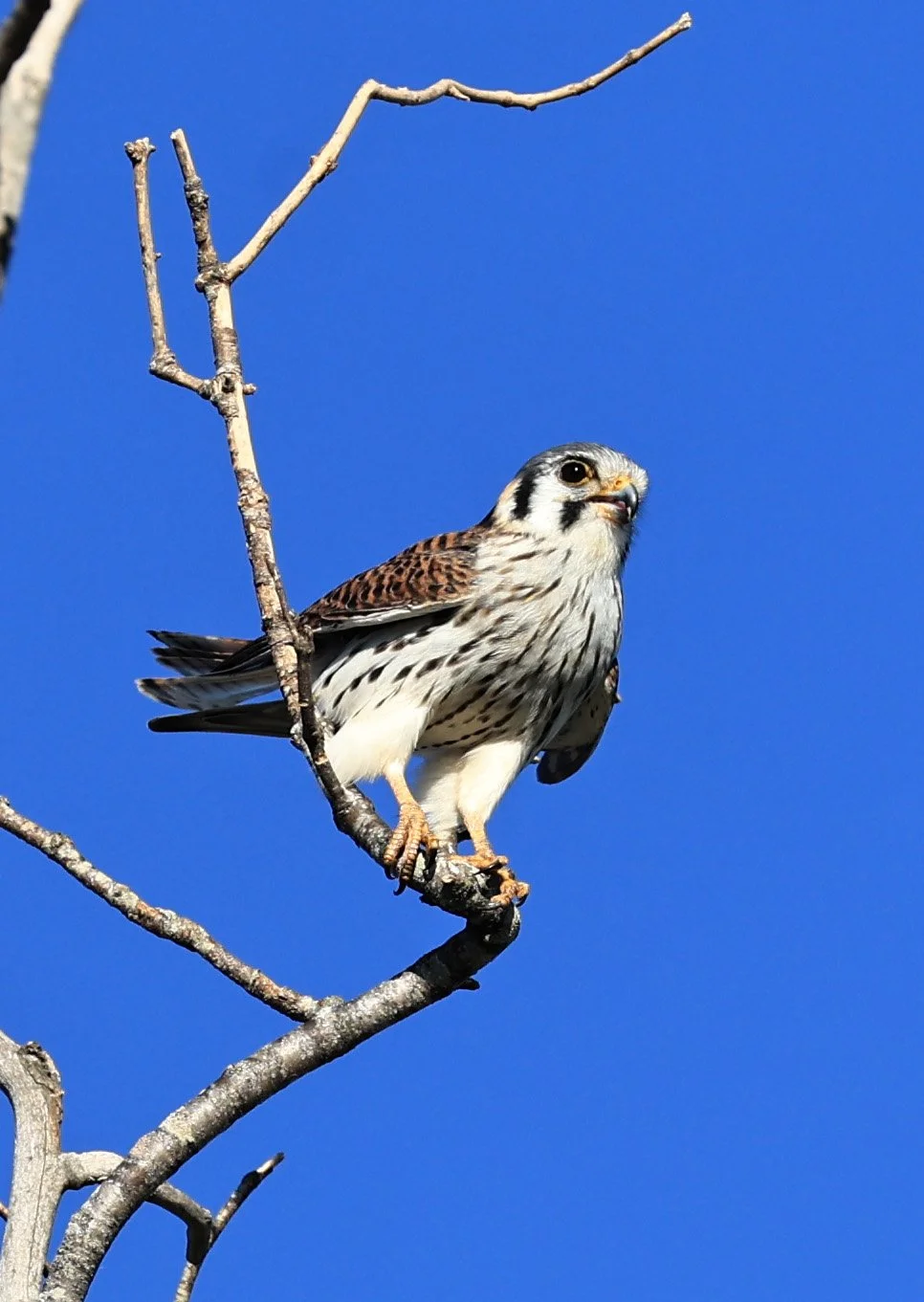 American Kestrel (Falco sparverius) Fortin Toledo Paraguay (3).jpg